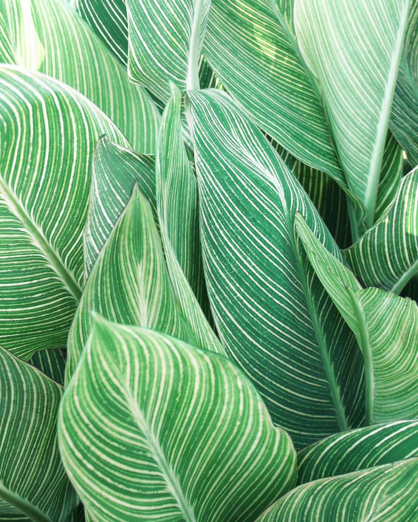 Transform your space into a tropical getaway with vibrant art prints 🌿🍃 Let the green colors of the tropics bring life and style to your walls!