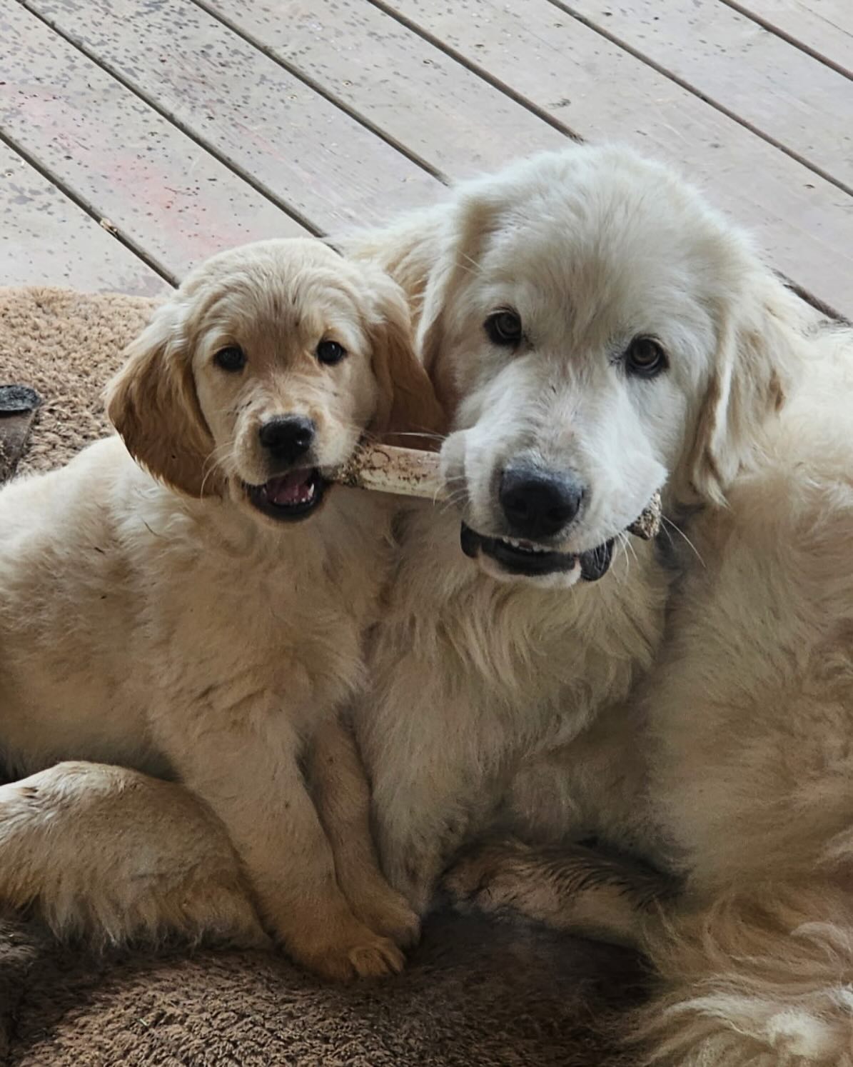 Archer and Aspen! 🤍