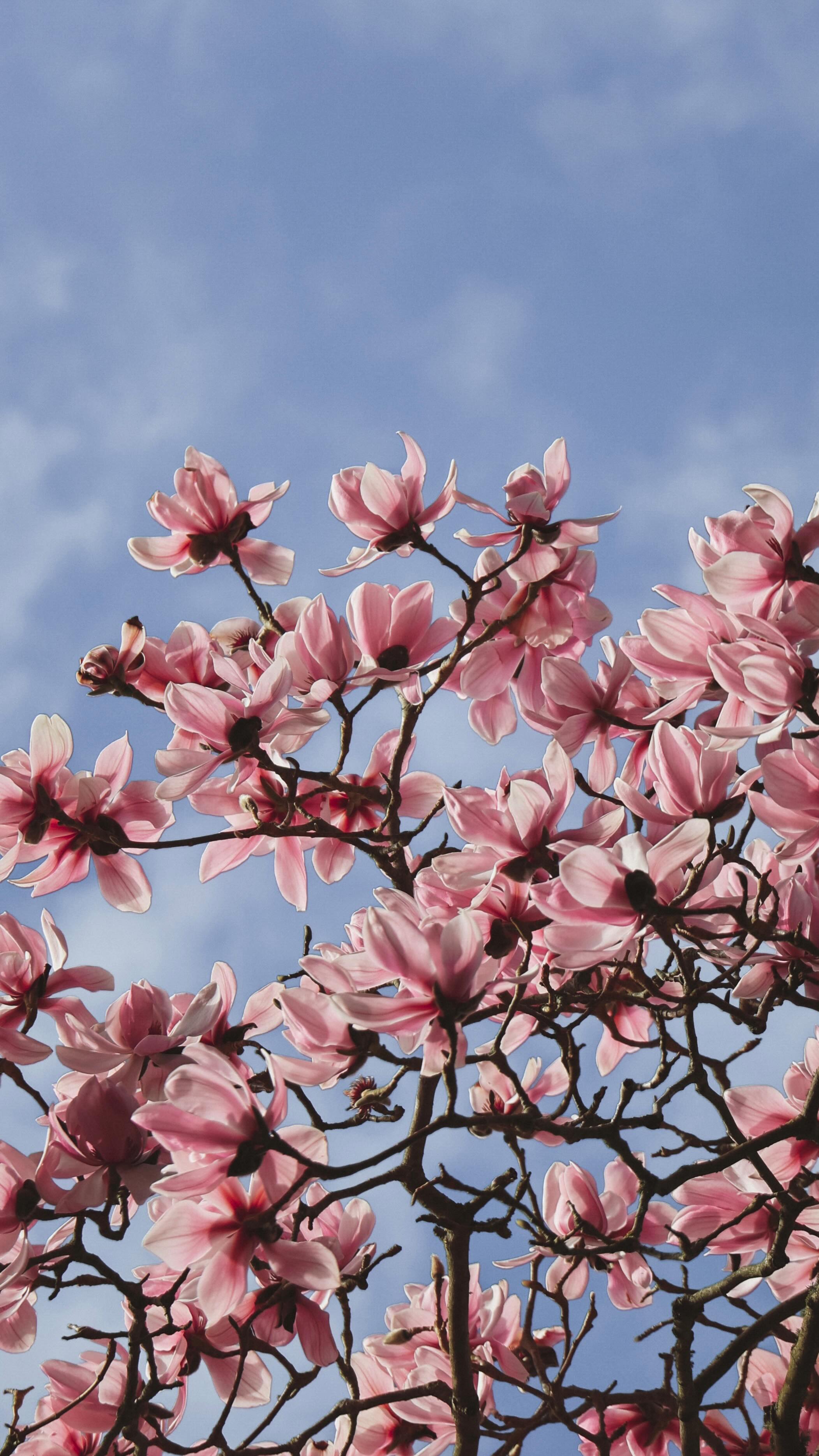 A bloom rooted in ancient history 🌸
Magnolia campbellii, with its showstopping early spring flowers, is part of an ancient lineage. Magnolias have existed for over 95 million years, blooming long before bees evolved. Instead, they were originally pollinated by beetles, their thick petals evolved to withstand tough visitors. These prehistoric blooms have weathered the rise and fall of continents, carrying with them stories of resilience, beauty, and the quiet endurance of life through the ages.
#Magnolia #MagnoliaTree #Magnolias #MagnoliaCampbellii #AncientBlooms #PrehistoricPlants #FlowerFolklore #NatureWisdom #EarthCapture #WildernessCulture