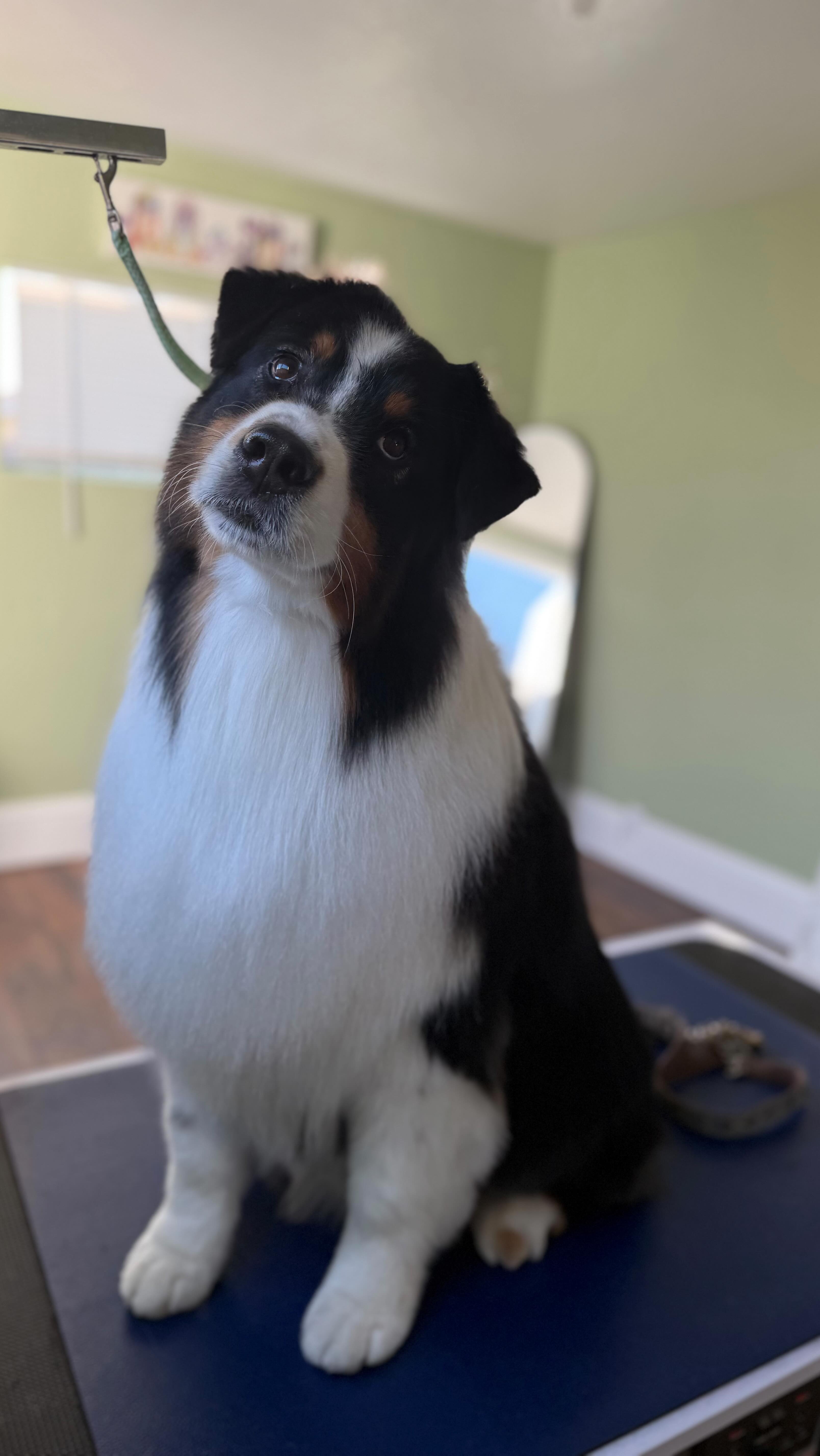 Just a BTS of the types of conversations I have with clients. Book your pets consultation today! ☀️
Ps. This good boy got plenty of cookies/treats after this—as well as he in fact went for a car ride home!
⚠️It’s nearly San Diego Snow Season (Shedding Season) prebook your pet now to start getting that dead undercoat out before it hits your carpets, clothes, eyes, etc 👀
#dogmomlife #dogdadlife #doggrooming #sandiego #dogbeach #dogpark #austrailianshepherd #aussiesofinsta #woof