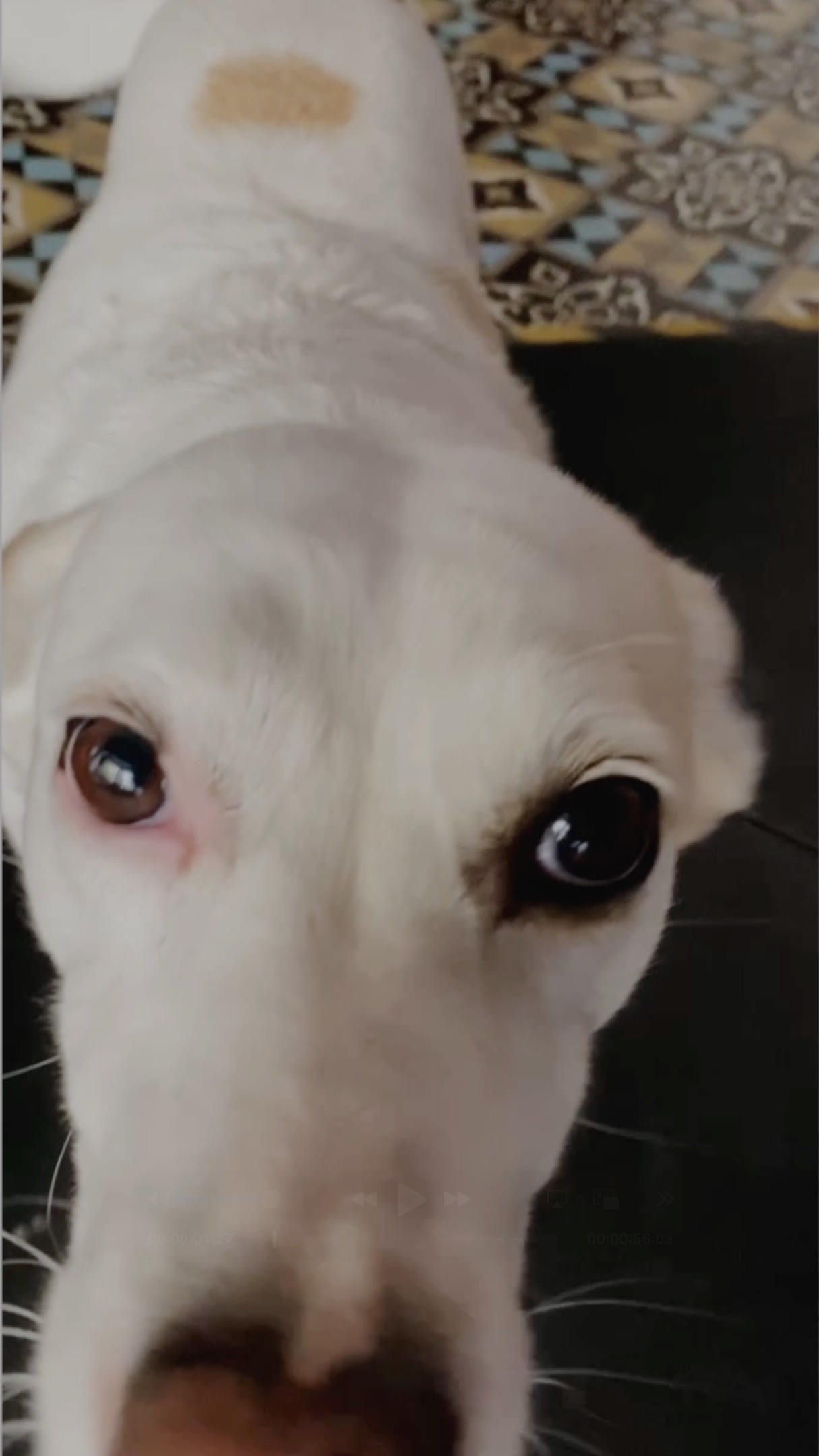 Am Samstag waren Angelika und Sandra wieder bei mir um sich für ihren 2. Fitletix (diesmal in Graz) vorzubereiten.
400m Run
130m Sled Pull TRX 70kg
400m Run
100x Sandbag Step Ups 10kg
400m Run
200x Rope Jumps
400m Run
100x Slam Balls 10kg
400m Run
50x Burpee over Partner
Laufplan und Personaltraining haben sich in den letzten Monaten ausgezahlt: Beide konnten dank ihrer gesteigerten Grundlagenausdauer und Kraft besser performen als beim letzten Fitletix-Prep im September 2024. Jetzt heißt es, weiter am Ball zu bleiben – die letzten Einheiten bis zum Event werden nun spezifisch trainiert. Auf jeden Fall sind beide auf dem richtigen Weg, um in Graz wieder richtig viel Spaß zu haben!"🥳🤩 #hs_training #functionalfitness #functionaltraining #hybridtraining #personaltraining #run #neverstopcompeting #sportvienna #gesundeswien #fitletix #fitletixgraz #over40women #over40workouts #fitnessmotivation #assaultrunner #sledpull #heavyropejump #burpees #boxstepups #slamballs