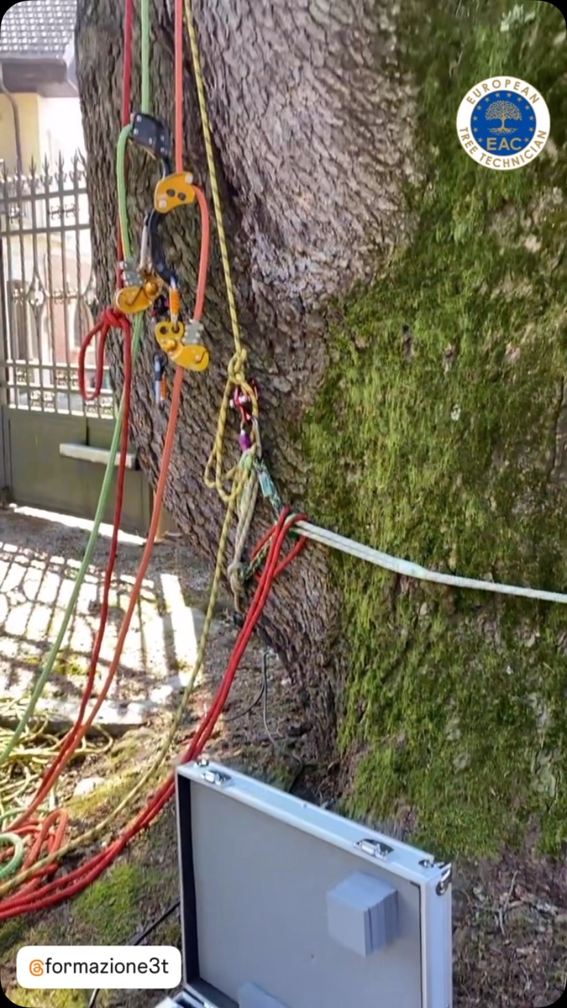 Prove a trazione controllata ai fini dell’approfondimento diagnostico strumentale della tenuta meccanica dell’ ancoraggio radicale, in supporto alla valutazione di stabilità.
#valutazionedistabilitádeglialberi🍂 #arboriculture #agronomist #vta #ett #europeantreetechnician #eac #fakopp #pullingtest #agronomovarese #studioagronomicomori #ildottoredeglialberi👨🏻⚕️🌳