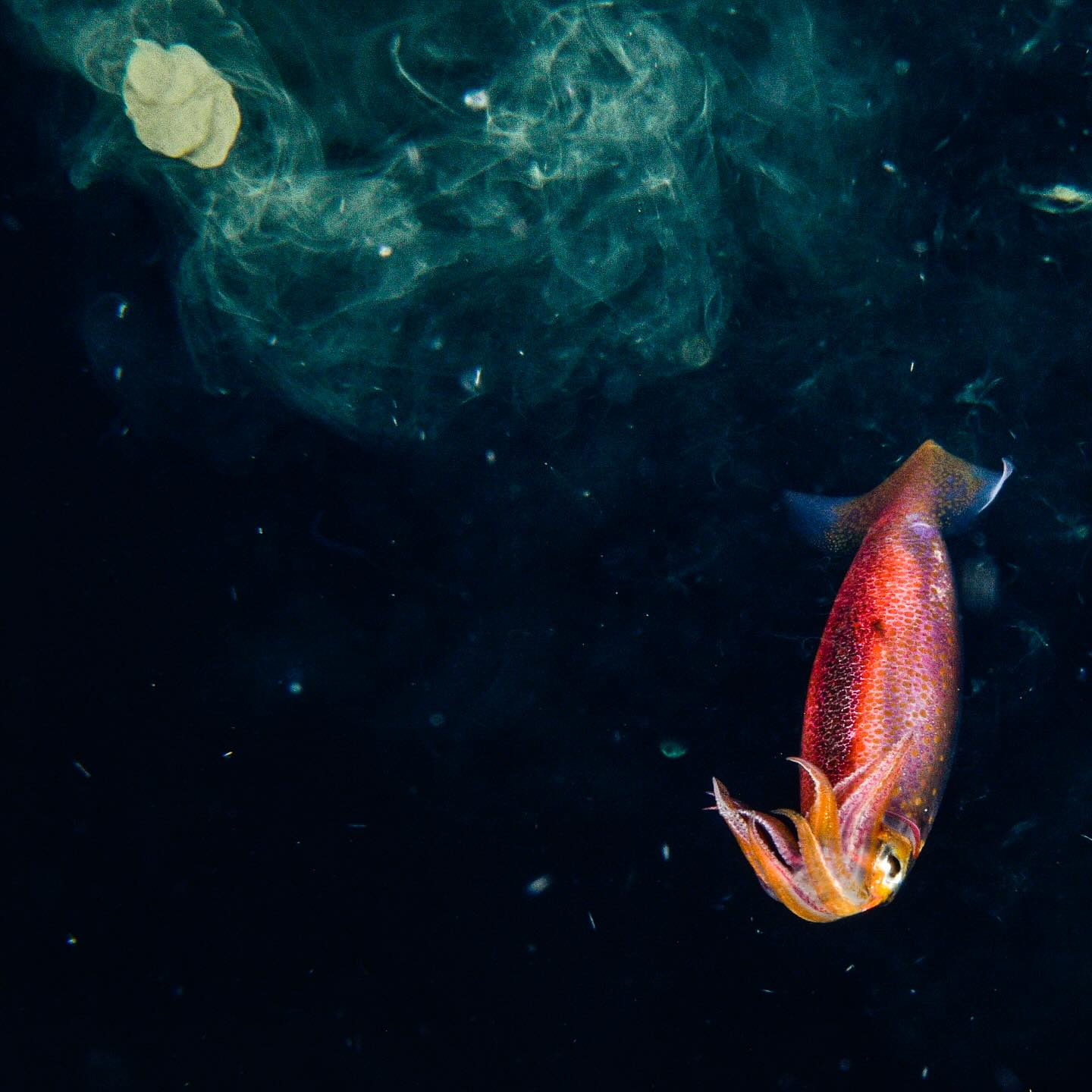 🦑 Squid nebula 🦑
The surreal experience of juvenile squid in an ‘inking’ frenzy on a blackwater dive on Fiji’s Rainbow Reef last night
#fijidiving #blackwaterdive #fijiadventure #uwphotography #scubapics #fijitrip