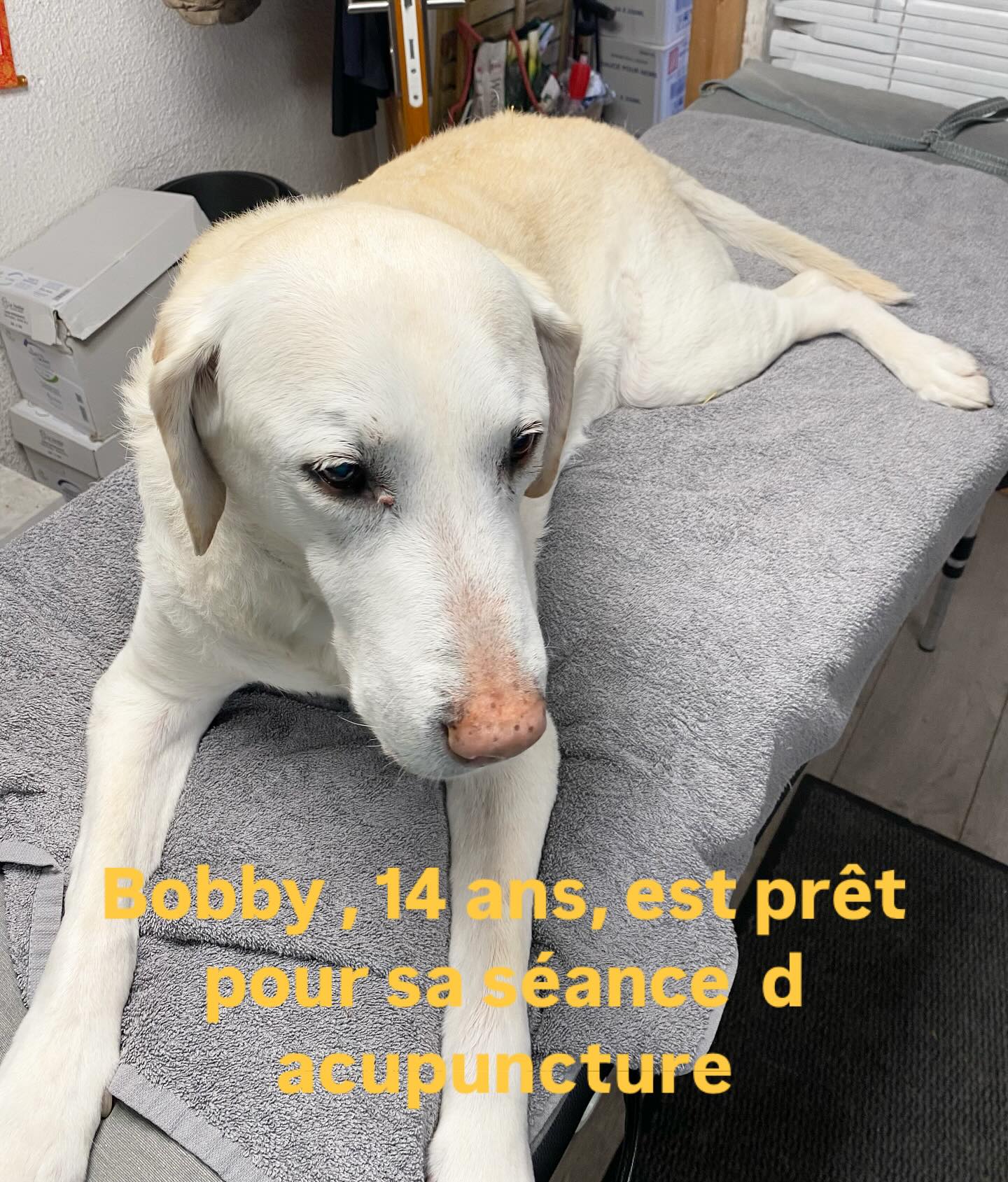 L acupuncture, une médecine efficace et très bien tolérée pour accompagner les animaux seniors 🍀 Pensez à prendre rendez vous pour votre animal …..🐕⭐️🌸♥️