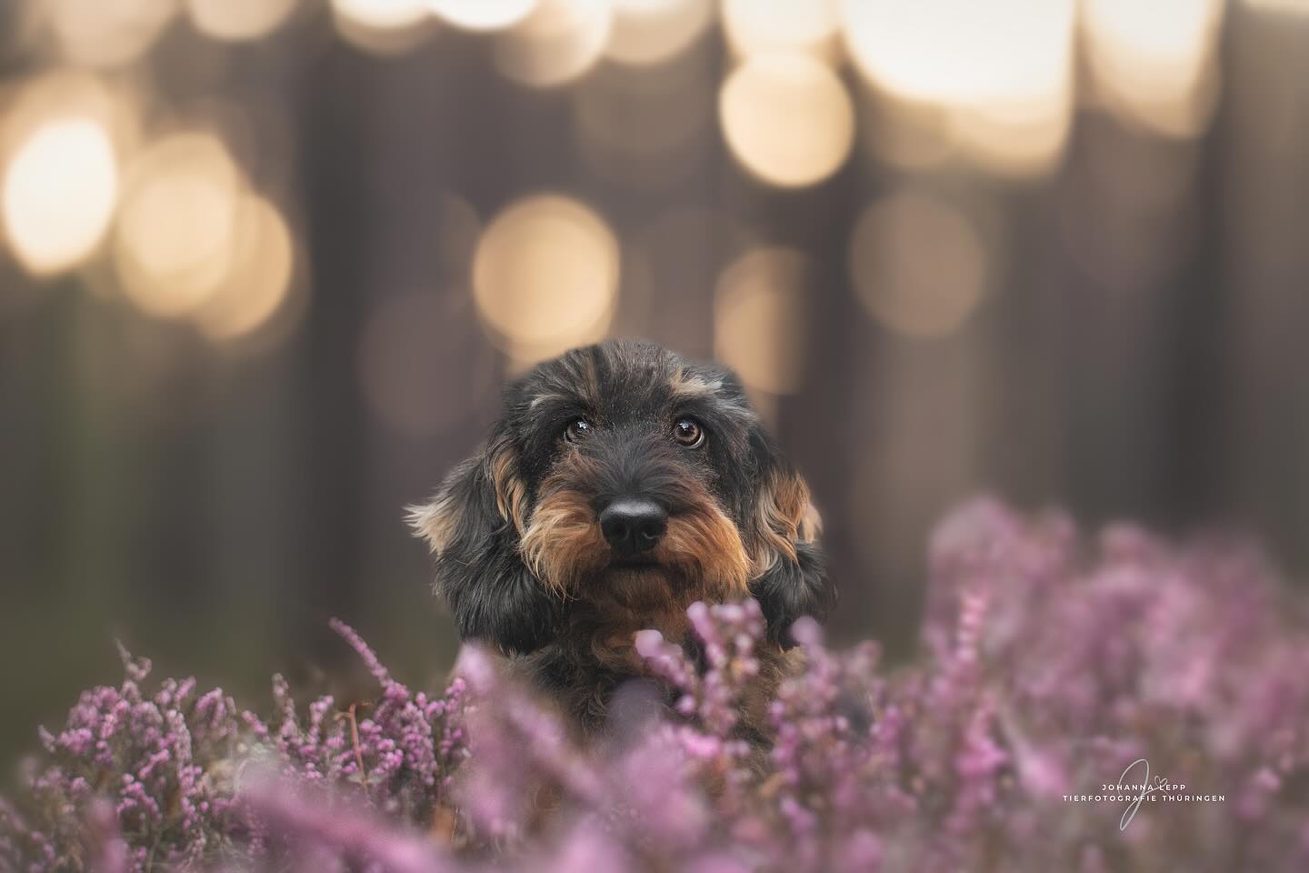 RONJA
Das erste Bild vom Spaziergang bei Saalfeld ist fertig. 🥰 Habt alle einen wunderbaren Sonntag ☀️🤗
•
Du hast Fragen oder möchtest direkt ein Shooting buchen? Meld dich gern 🌸
📧 info@tierfotografie-thueringen.de
💻 www.tierfotografie-thueringen.de
#hundefotografie #tierfotografie #thüringen #dackel #dackelliebe #saalfeld