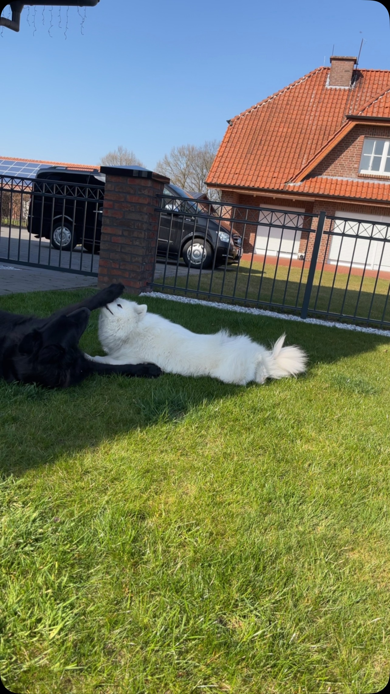 This is love ❤️🥰#samoyed #dogsofinstagram #doglover #samoyedlover #doglife🐾 #shepherd #shepherdsofig #shepherdlove