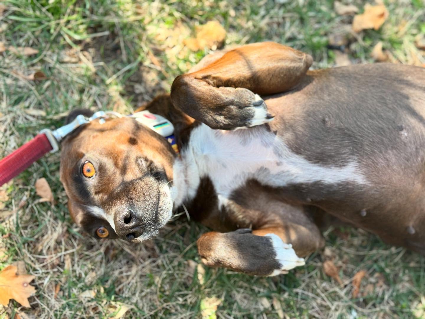 Any volunteers to rub Miss Lilaโs belly!? ๐ฅฐ
#delawaredogs #lila #bellyrubs #wilmingtondelaware
