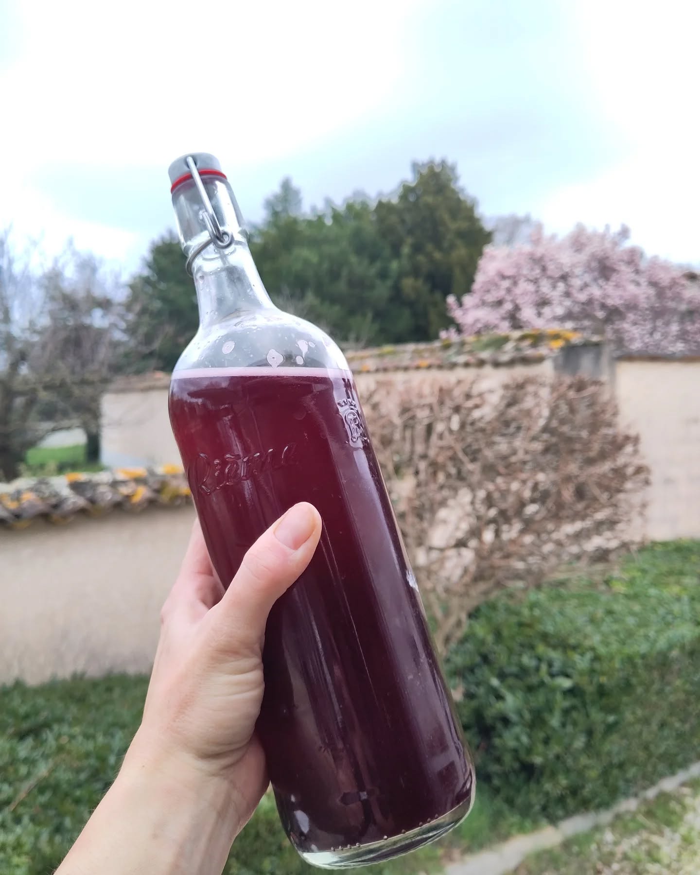 Kéfir de printemps aux myrtilles !
Ça va swinguer !!
#kéfir #lacto #bacteries #food #onset #catering