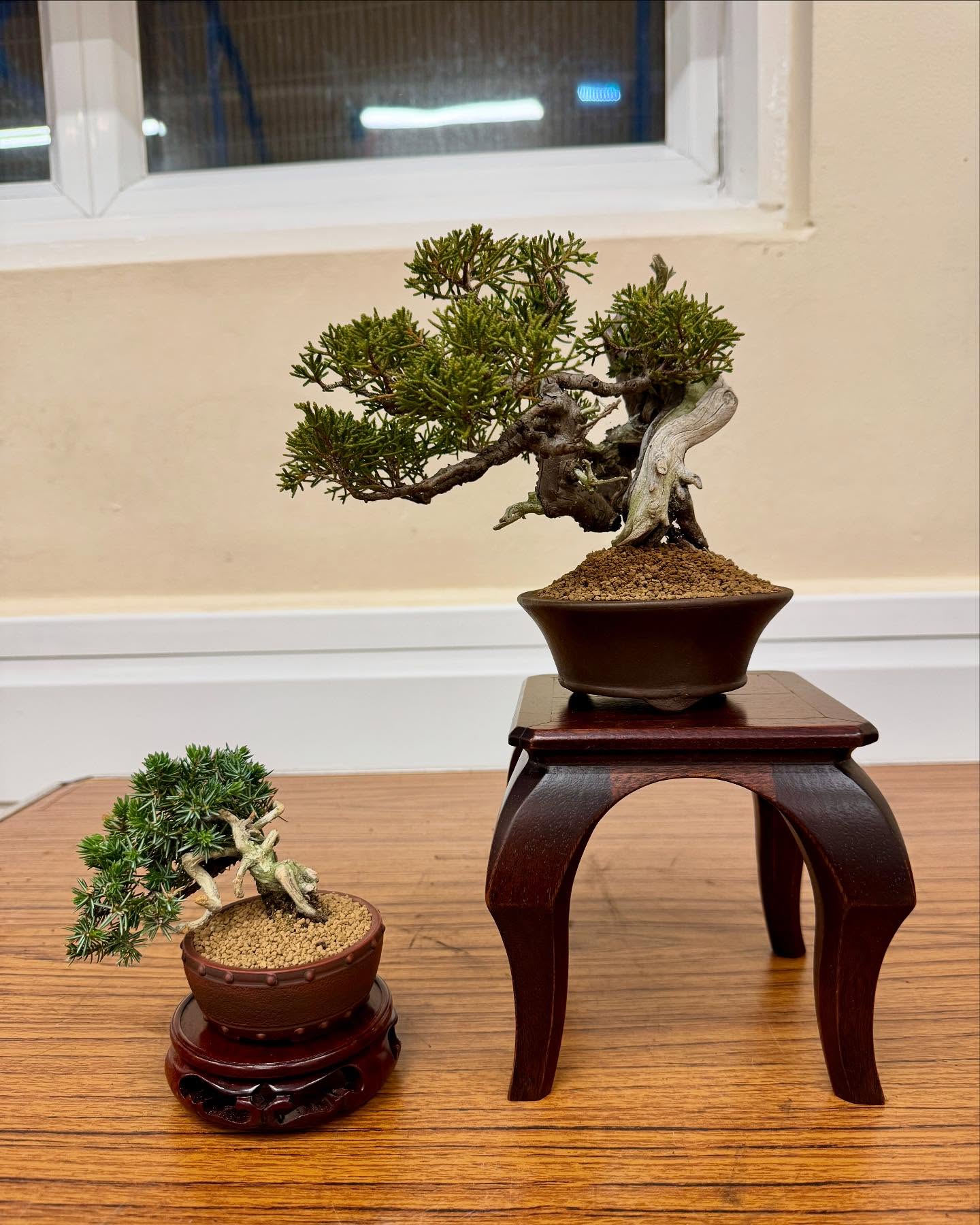 The tree on a Dick Turner stand is a Chinese juniper chinensis, (Itoigawa) The tree on the left is a Juniper rigida, needle juniper/tosho. #bonsatree #dickturner #chinesejuniper #itoigawa #juniperrigida @southstaffsbonsai