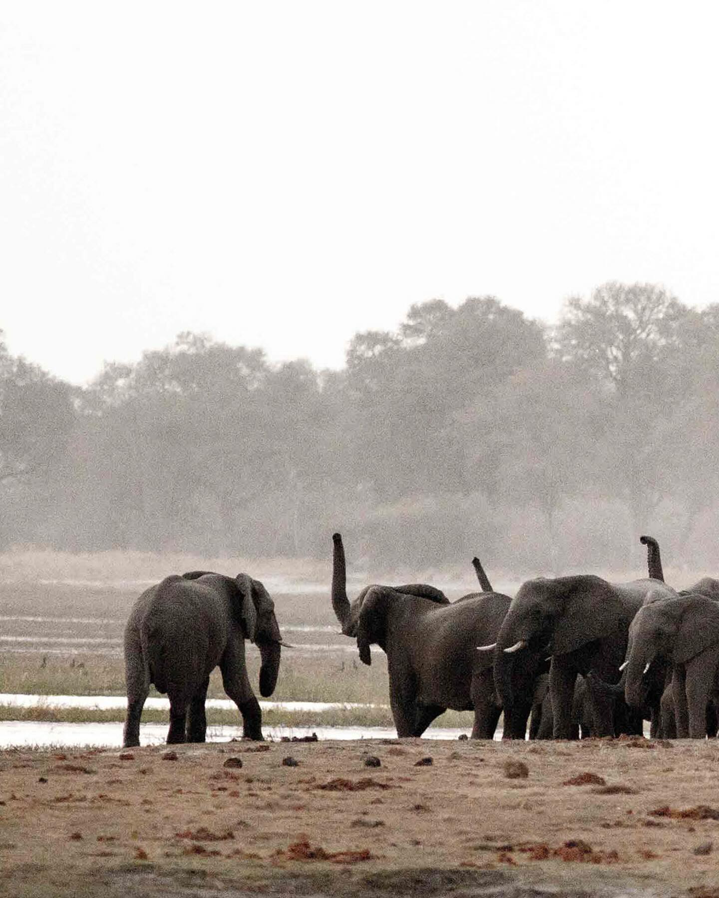 Spectacular scene of an elephant herd on the Okavango floodplain in Namibia’s Buffalo section of Bwabwata National Park. A little kniw park with seemingly endless herds of elephants, buffalo and sable antelope.
#namibia🇳🇦 #africansafari #africanwildlifephotography #elephant