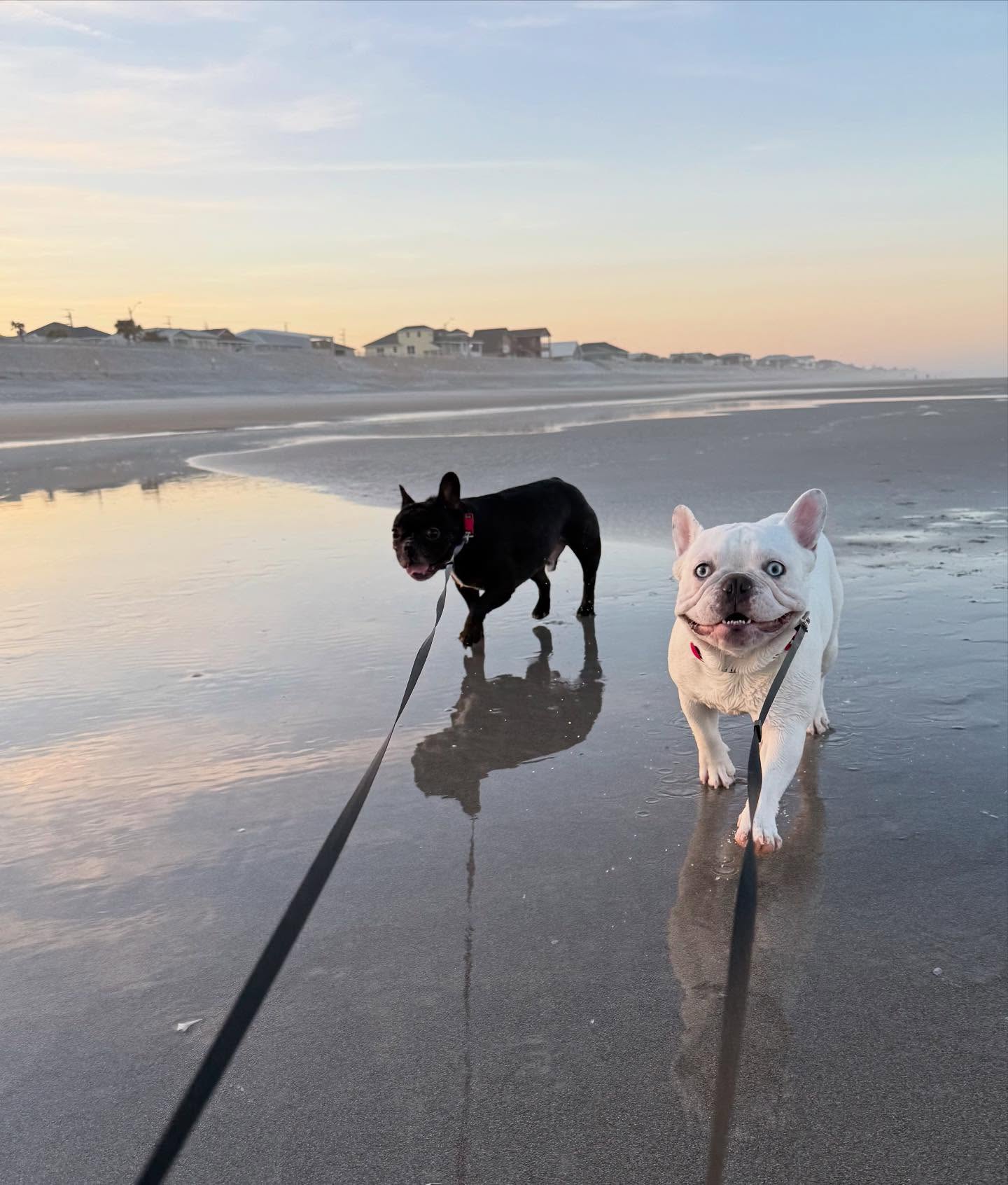 Welcome 19 Paws in the sand, tails in the breeze. What could be better? Our inn offers three pet-friendly suites (for an extra fee), and the beach is dog friendly, welcoming four-legged visitors, it’s the perfect spot for a spring escape. Book your stay and bring your best friend along for the adventure!
#islandcottageinn #visitflagler #flaglerbeach #summertravel #travel #traveldestination #traveldestinations #beach #beachvacation #boutiquehotel #floridabeach #instatravel #instatraveling #travelphotography #oceanside #seaside #travelgram #boutiquehotels #dogbeach #beachvibes #dogtravels #dogtravel #dogfriendly