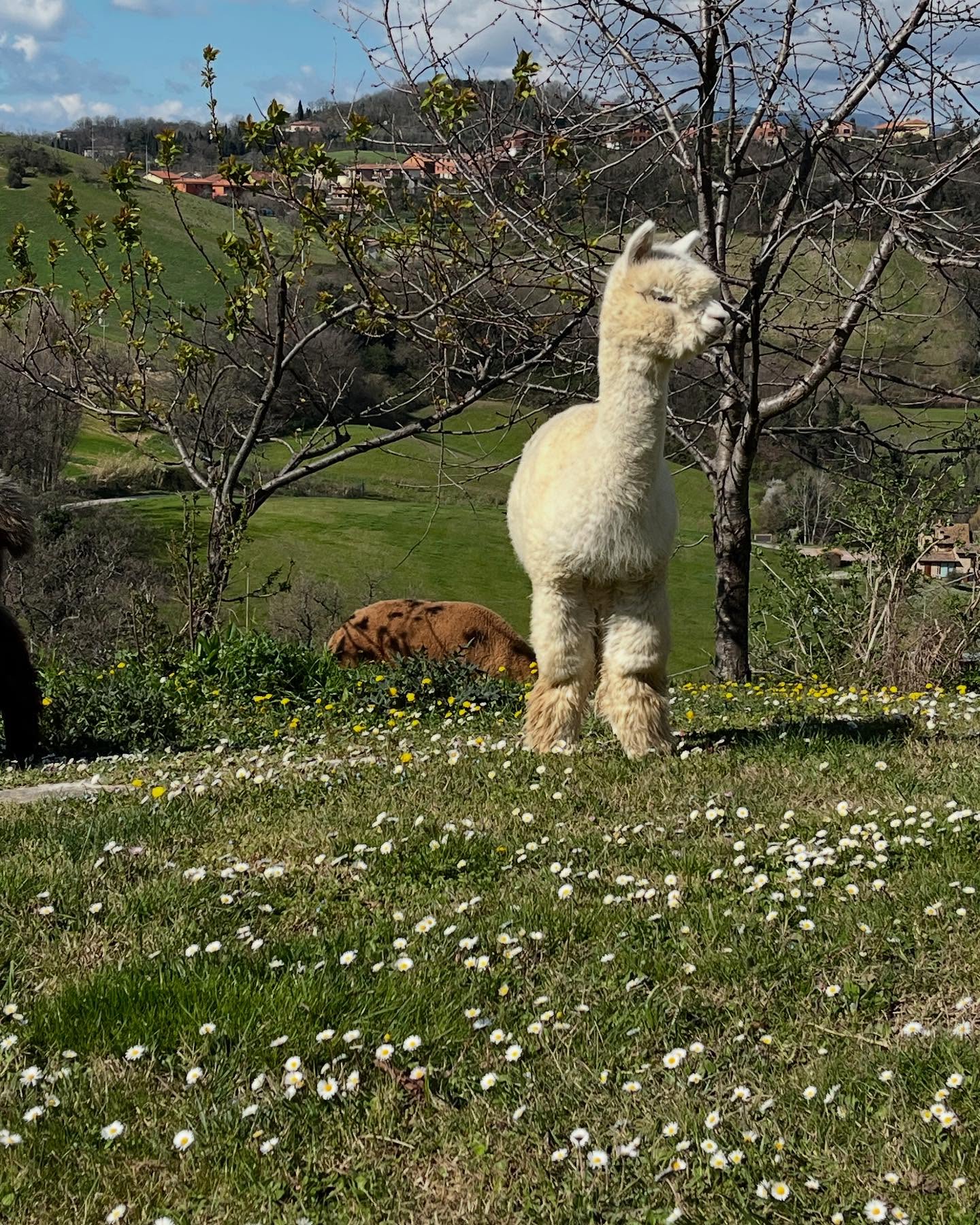 La primavera è alle porte 🌸🦙
#alpaca #alpaka #primavera #allevamento #cute #marche #urbino #italia #show #agriturismo #passeggiata #toscana #veneto #trentino