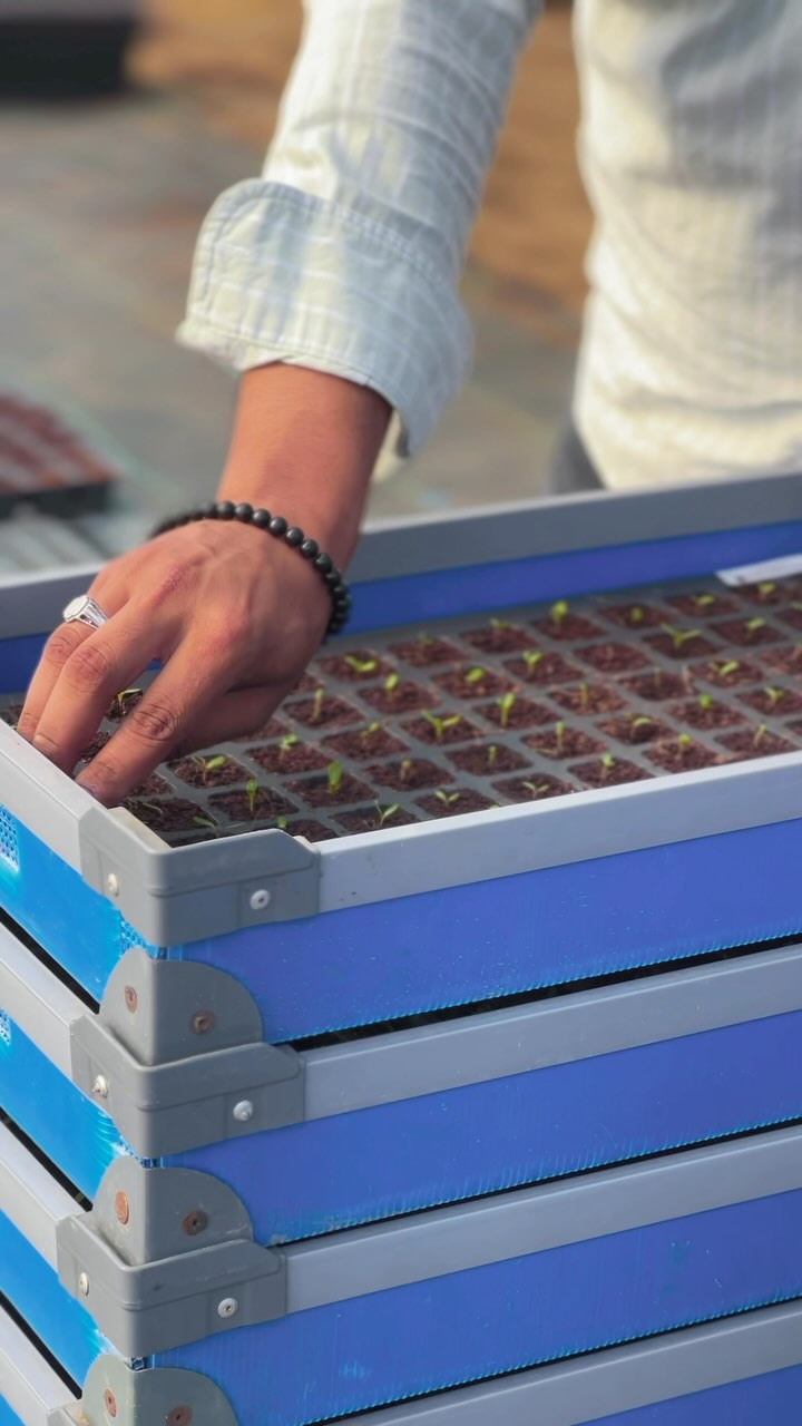 Just another day with these babies. Moving them from the incubator to the private room, where they can start getting accustomed to the environment, before they are moved again … #seedling #youngplants #biocarveseeds #newventure