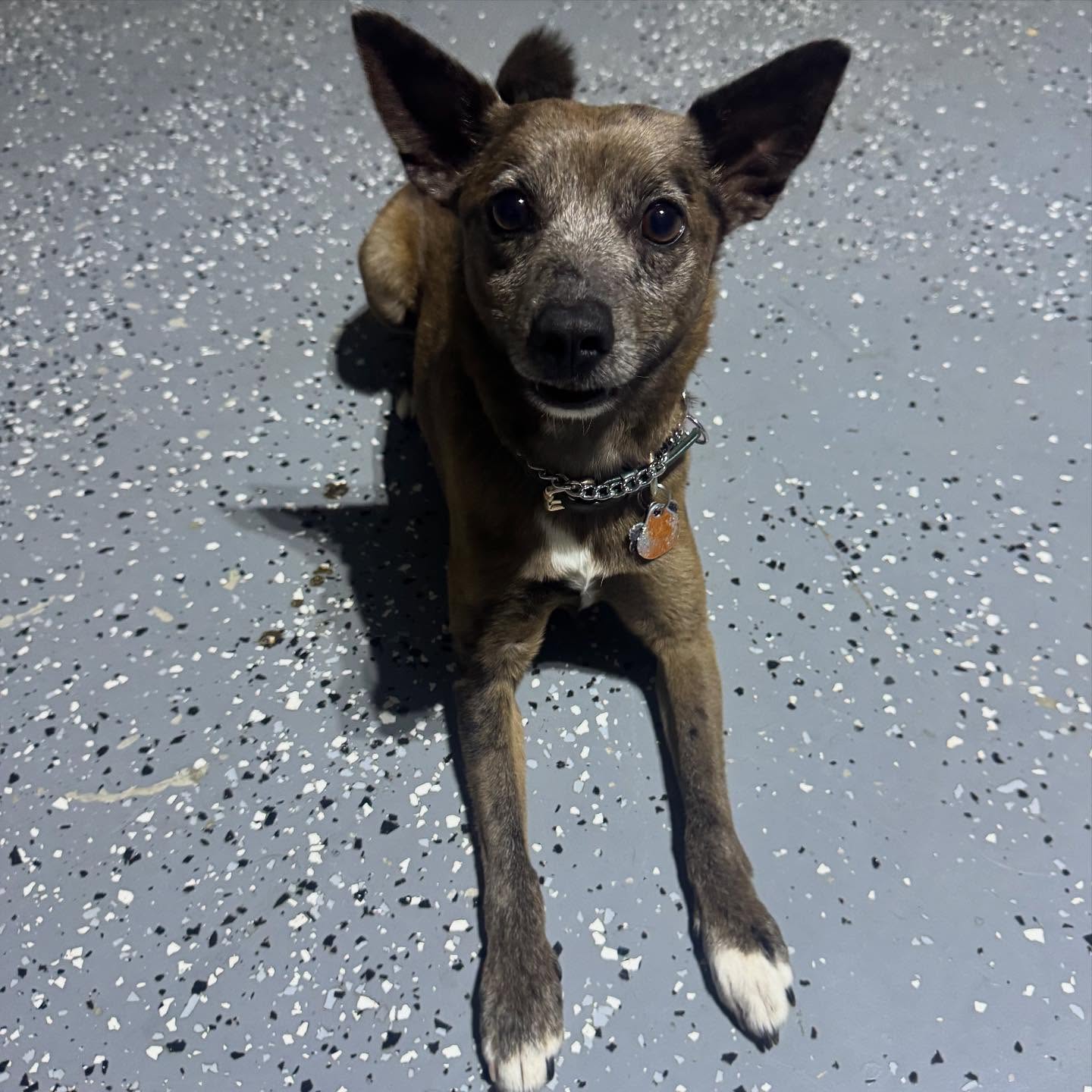 Welcome MIKO🔥 to the pack! He’s a 3 year old Chihuahua/Terrier/Pomeranian-mix with a few anxiety-related issues. We’ve got some work to do, and are excited to see his progress!
💥is your dog struggling with similar issues? Call now for a free phone consultation!⬇️
📞(830)465-4100
🌐www.xcaliberk9.com
#dogtraining #k9ltw #dogobedience #pettraining #k9warriors #k9training #dogsofinstagram #dogoftheday #petlovers #dogsofsatx #dogsofsanantonio #ecollartraining #fyp