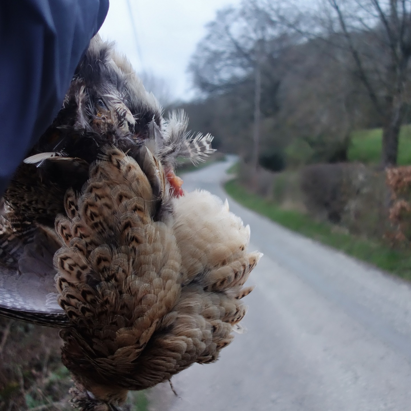 I had a fantastic ride over the weekend in memory of my dear twin brother Paul and myself - an old route we did in the spring of 2016 - to the day. Towards the end, I was given a gift - a pheasant right in the middle of the road. It was so warm I would imagine it was just 10 minutes dead. Ah, we are blessed sometimes with the chance to be wild. #pheasant #pheasanthunting #roadkill #gamefood #gamefoods #wildmeat #wildfood #foraginguk #forage #naturefood #giftofnature #livingwild #wildlife #herefordshirecountrylife