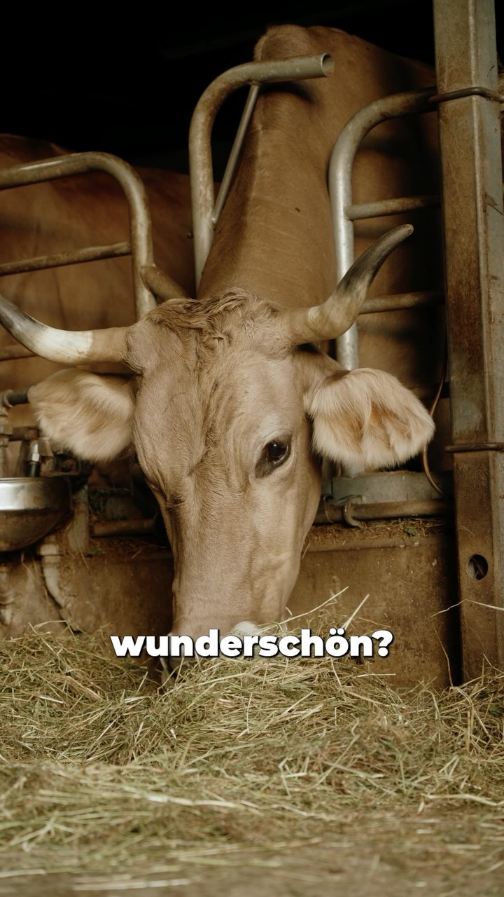 Hast du Lust auf Kreislaufgemüse, gedüngt mit dem Mist unserer eigenen Kühe?😊🐮🍅🥦
Mehr Infos findest du auf www.biohof-stalder.ch
.
.
#kreislauf #gemüse #vielfalt #diversität #kühe #originalbraunvieh #hörner #kühe #wunderschön
📸@enneanieminen