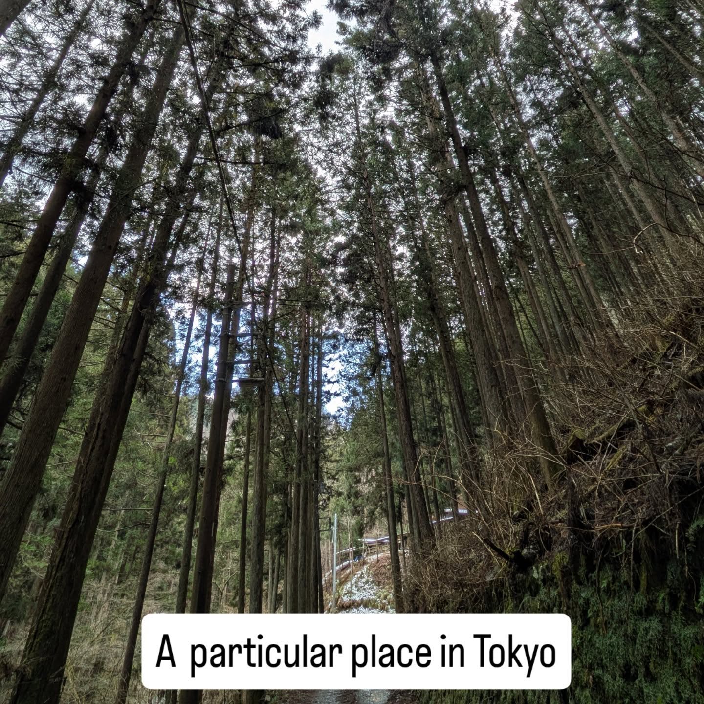 #TokyoNature #TravelTokyo #TokyoTrip #ExploreTokyo #TokyoAdventure #TokyoHoliday #TokyoInstatravel #ToyoTravelgram #TokyoTravelLife #TokyoForest #Theworldofmoss #WinterTokyo #TokyoWestEnd