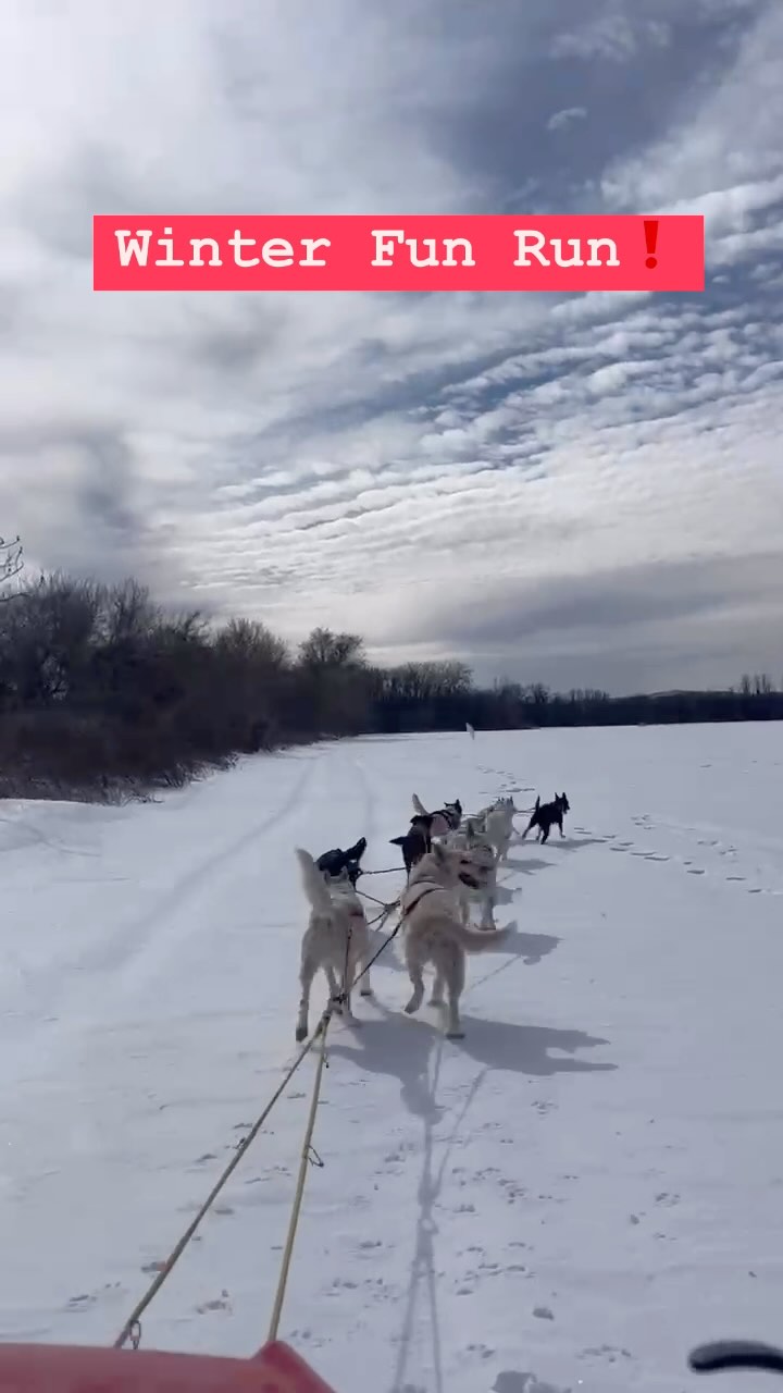 Trying to outrun the deep snow on wheels❗️Wild fun run😲#mushinglife #sleddogsofinstagram #sleddogtours #hilltownsleddogs #lovemydogs