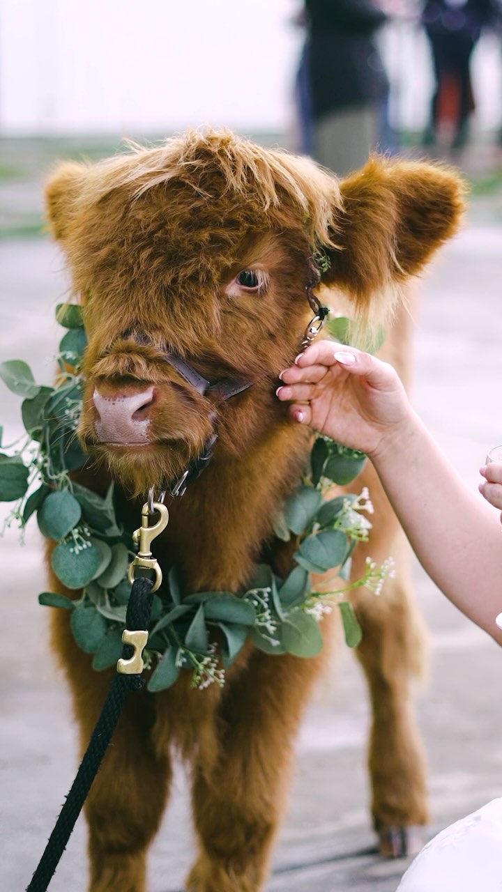 This is your sign to have not just beer burros at your wedding, but a beer-toting Highland cow too! Victor & Haley’s guests were obsessed with these two adorable bartenders delivering ice-cold brews. Who’s adding this to their wedding must-haves? 🍻🐮🐴 #WeddingGoals #BeerBurro #BrewMoo
.
Venue // @theranch_loneoak
Planning // @trewluvevents
Photo // @bribischofphoto
Film // @jdnkfilms
Florals // @wildly_designed
MUA // @kirsteneleanorbeauty
Dress // @miosabride
Rentals // @celebrationseventrentals
Bull // @aguilarbullriding
Bar // @the_drunken_burro
Bride // @haaaaleey_
Groom // @delossantos_33
.
#westernwedding #westernweddingphotographer #napaweddingvideographer #luxuryweddingvideo #beerburrows #heywildweddings @westernweddingmagazine @montana_bride