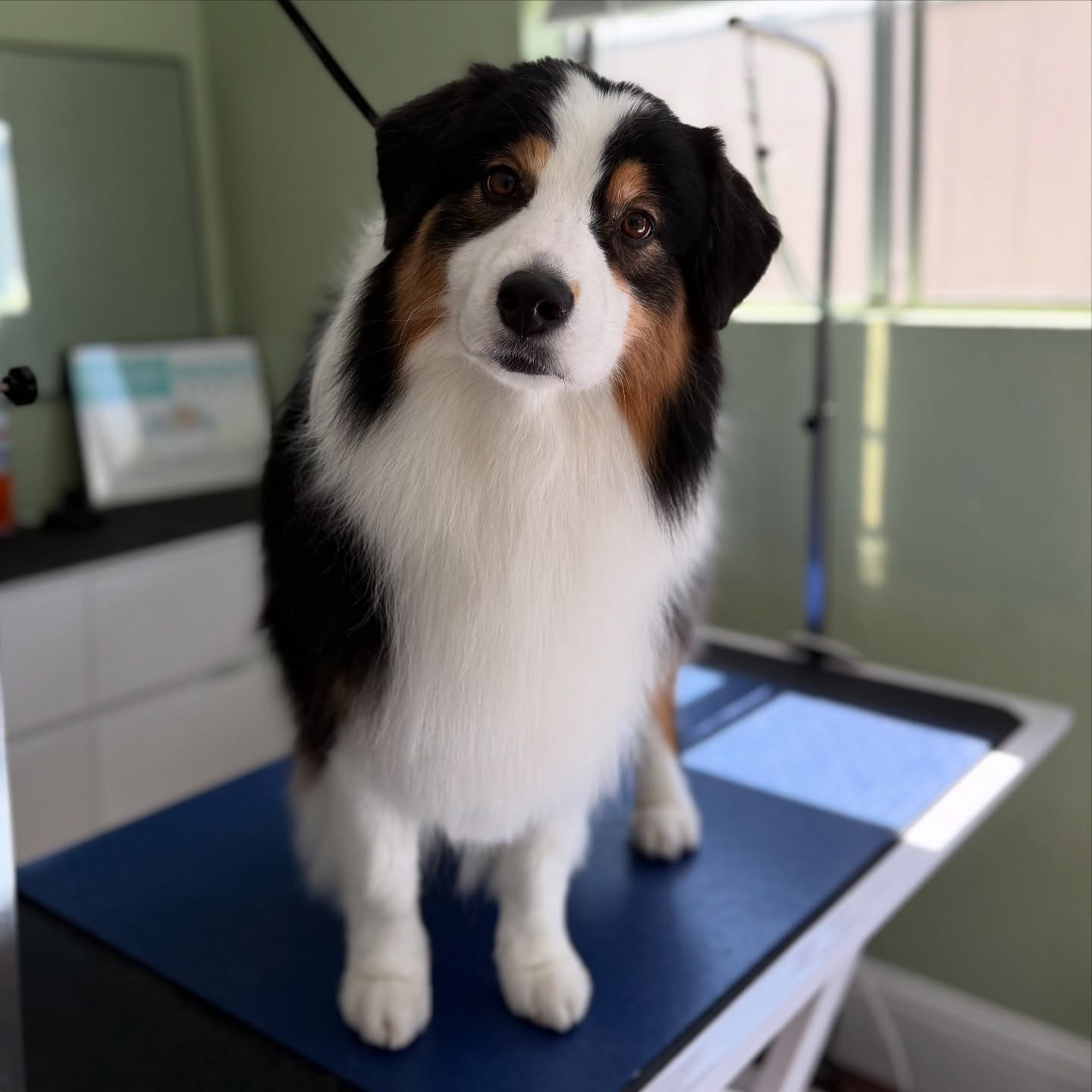 We have a special✨ MEMBERSHIP✨ starting up in April!
Stay tuned to learn MORE..!! 💅🐾
#sandiego #doggroomingofinstagram #doggrooming #smallbusiness #austrailianshepherd #aussiesofinsta #oneononedoggrooming #personlized #aussies #lajolla #bayho #missionvalley #woof #dogbeach