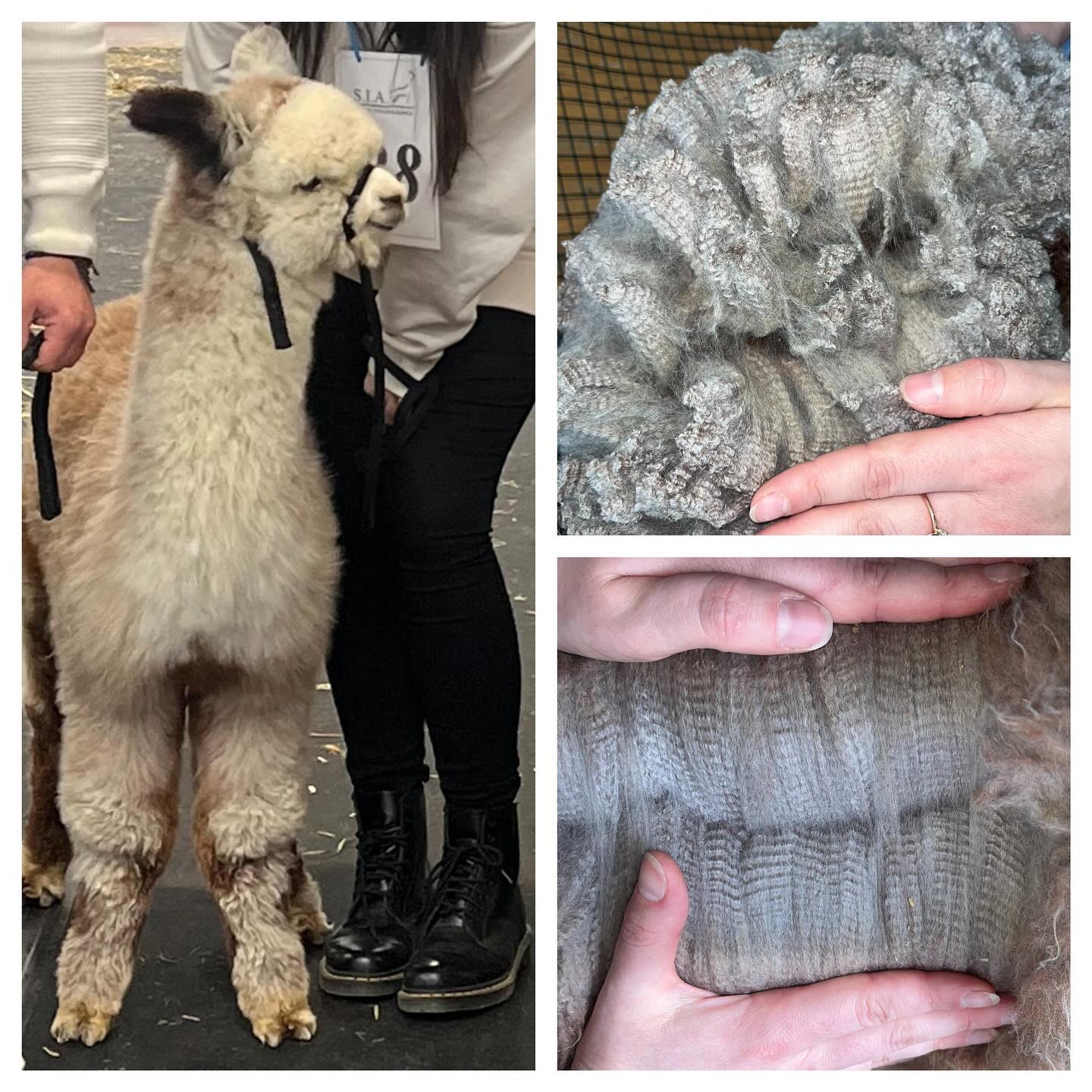 Vulcano della foglia, sicuramente sarà uno dei nostri futuri stalloni. Figlio di Balthazar ✊🏻♥️
#alpaca #allevamento #italia #passeggiata #marche #trentino #alpaka #veneto #umbria #toscana #milano #torino #agriturismo #bedandbreakfast #bologna #reggioemilia #perugia #roma #verona