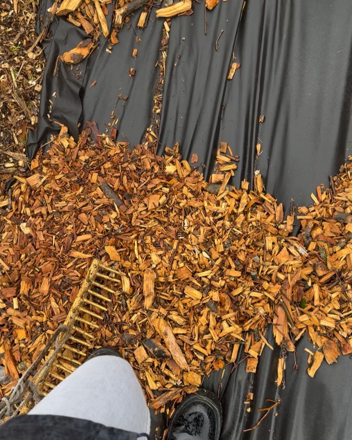 Mulch is a garden’s best friend! It helps retain moisture, suppress weeds, regulate soil temperature, and enrich the earth as it breaks down. A simple step for healthier plants and a thriving garden! #MulchMagic #SustainableGardening #corkmigrantcentre #nanonagleplace #garden #gardening #ireland #lights #funfacts