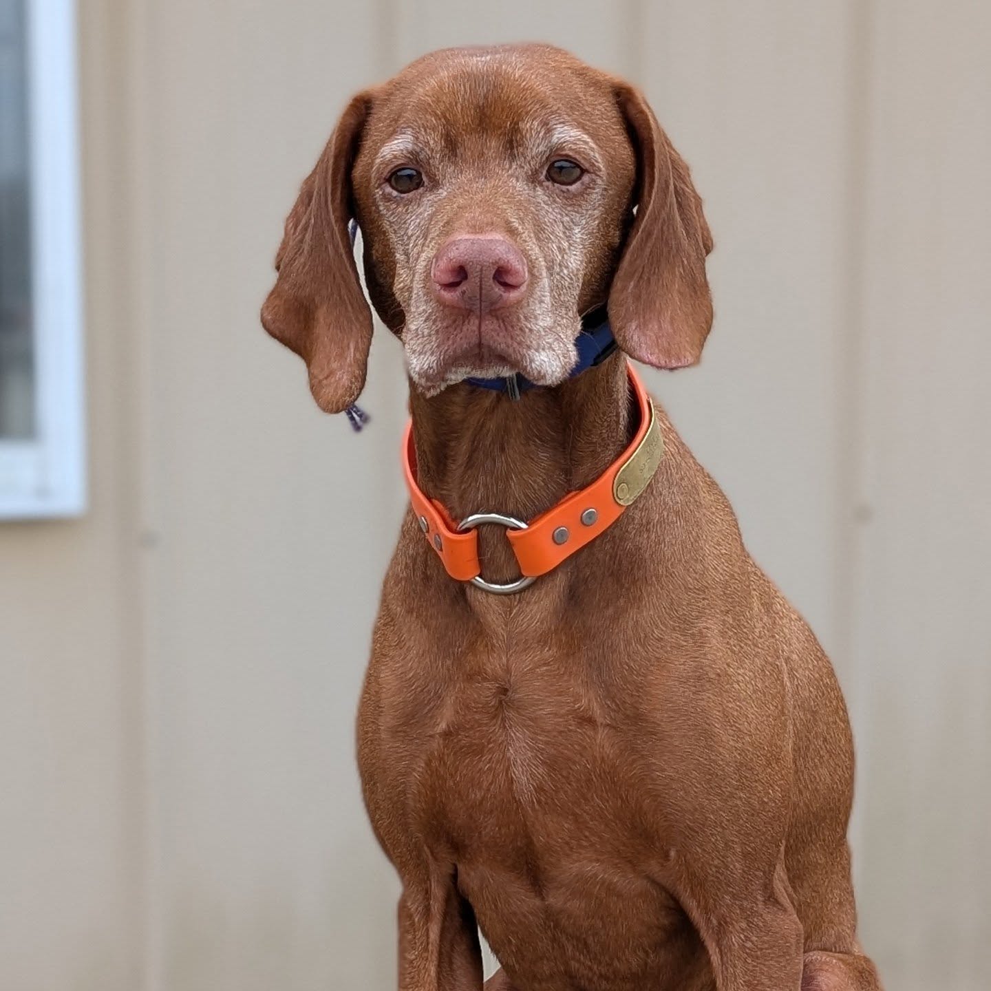 🧡🤍 distinguished old man 🤍🧡
#vizslasofinstagram #birddogtraining #birddog #pointingdog #huntingvizsla #therapydog #vizslalife #vizslagram #vizslasofchicago #vizlsalove