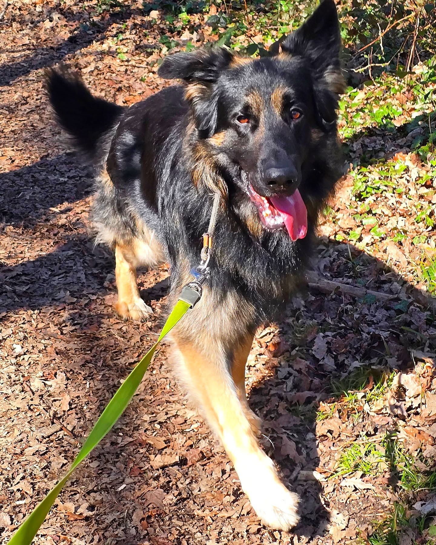 Some snaps from 3 Day Sitting with @kingelvisgsd 🤍🖤
#gsdofinstagram #gsd #gsdlove #germanshepherd #picoftheday #photooftheday #dogoftheday #dogsofinstagram #doggo #wigglewaggles #dogwalker #doglover #dogwalk #dogsitter #dogtrainer #dogtraining #cute #puppy