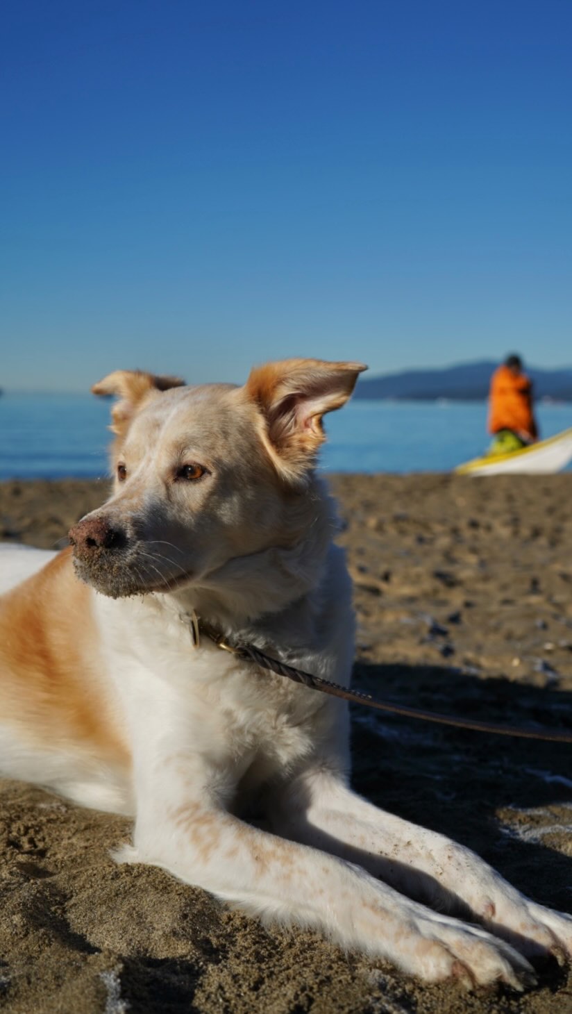 We’re so lucky that home doesn’t stop at our front door. Growing up in Vancouver has given me a deep appreciation of the mountains, ocean and forests - even the rain 💙
🌊 Curious about living in Vancouver? 💌 Message me for your local buyer’s guide and I’ll send it your way.
megan@formation.homes
604.340.1047