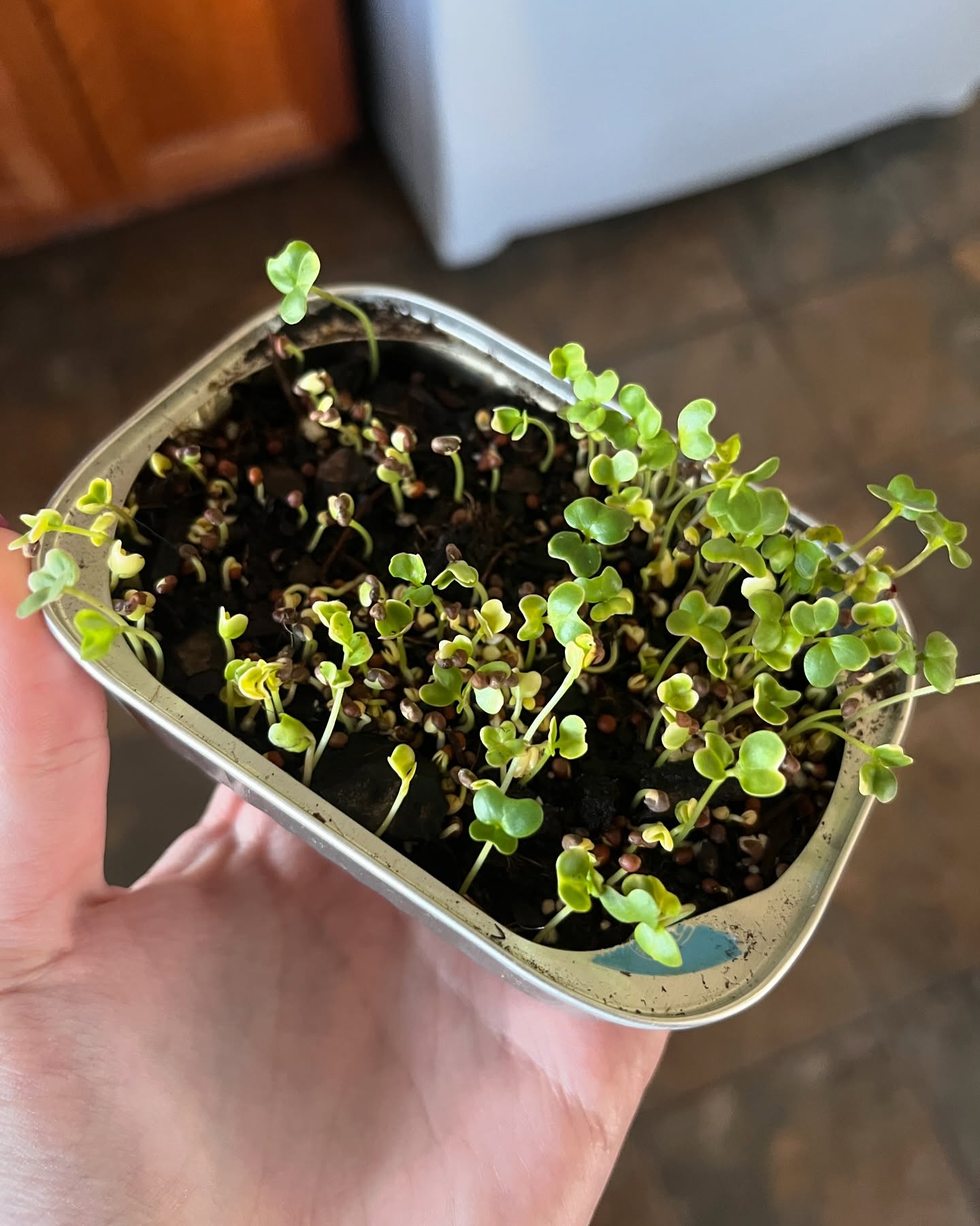 Recycling old sardine tins for growing micro greens is a great way to avoid buying something new. This saved me money AND I can fit it right on my windowsill 🐟🌱☀️