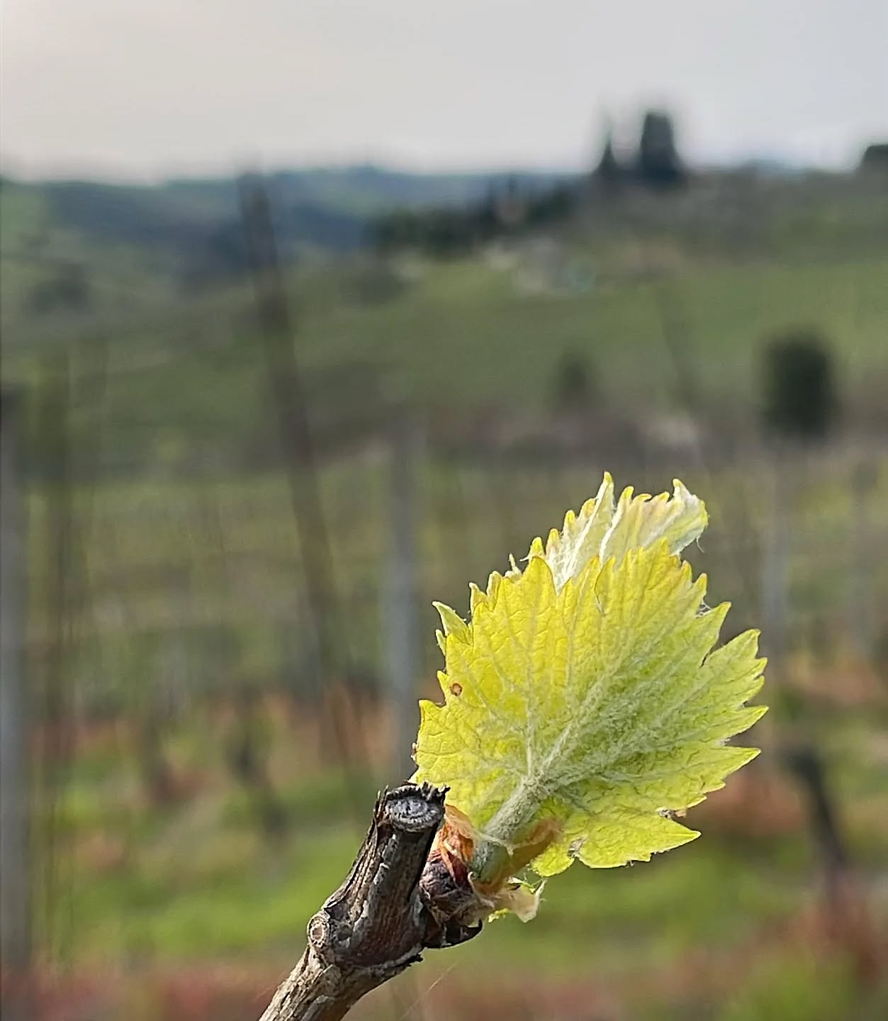 Nuova vita che sboccia in vigneto..
Le gelate primaverili mettono in pericolo i nuovi germogli🌱Per questo monitorare le temperature ed eventualmente intervenire con pratiche protettive sono operazioni fondamentali🐞