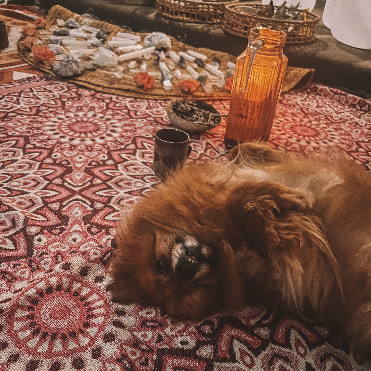 My little shadow. .
Lolly loves the ceremony space 💗
She loves weekly meditation.❤️
She loves to greet you at the door for your healing 🩷
And above all.. she loves the attention and all the pats she can get 🦋
I love her little snores during sessions. 😴
She is a true teacher in how to relax, receive and love. 💕