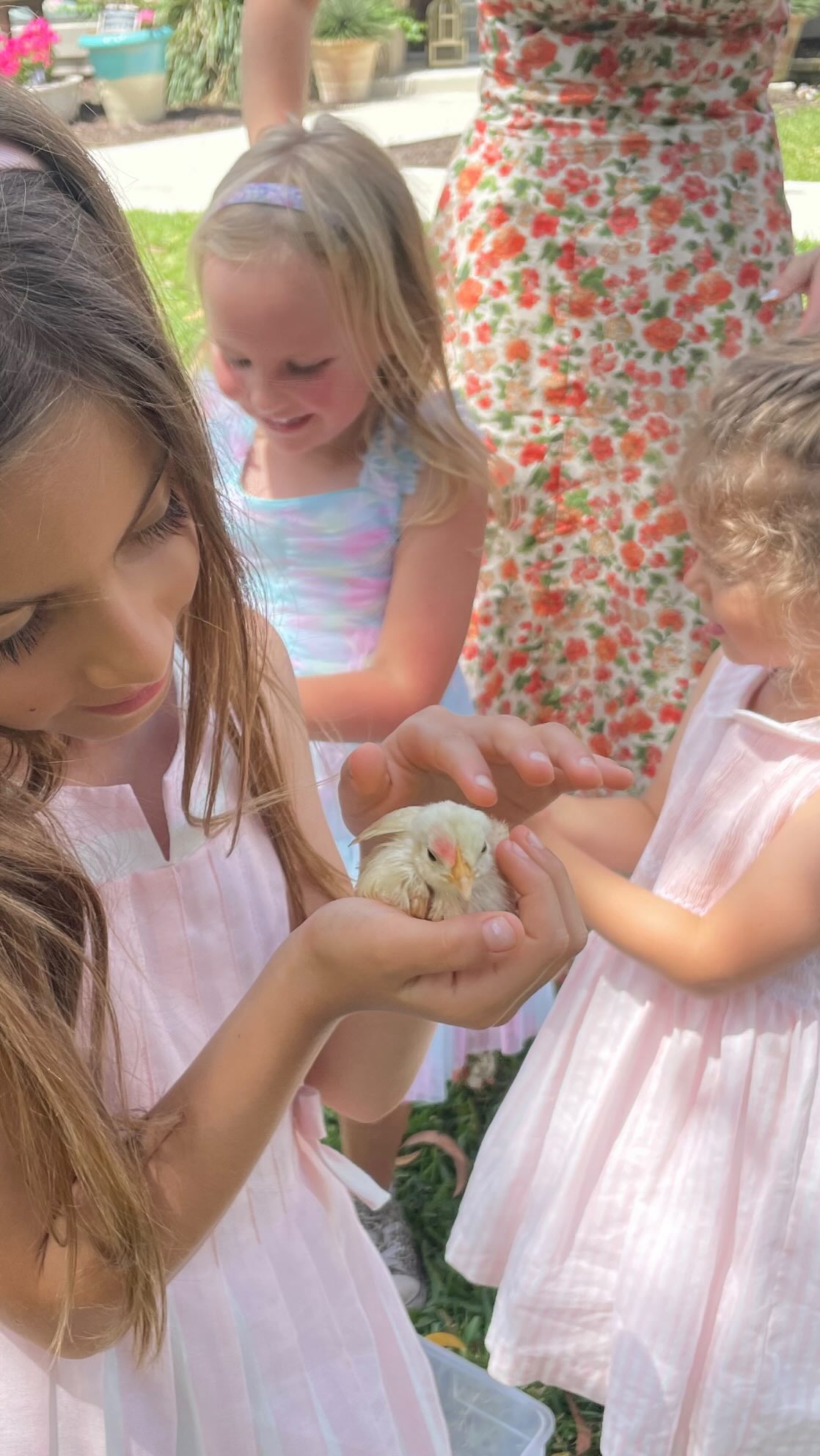 It’s that time of year! Our chicks are hatching one after another and the first release is this Wednesday, March 26th!
🥚🐣🐥🥚🐣🐥🥚🥚🐣🐣🐥🐥🥚🐣🐥
Claim your baby birds online and we will have them ready to go! LINK IN BIO , DM OR TEXT 561-354-8000 for the link.
As we have done in years past you can choose to rent or buy baby chicks. What does this mean?
RENT: Take home some chicks (min 4) and experience life with a fuzzy chirping birdie. This makes a lasting spring memory or a beloved tradition for kids of all ages!! A temporary home and starter food is included. Simply return them when the fun is done. Love them? Keep them for no extra charge and start your own flock! 🐓🐓🐓
BUY: Well, this is easy to understand. Add to your existing flock or start a new flock right in your own backyard! (That means eggs every day which we could all agree could come in handy right now). 🥚🍳
We also sell hatching eggs if you want to incubate and see them hatch right at home! 🐣🐥
🐣🌸🐣🌸🐣🌸🐣🌸🐣🌸🐣🌸
#springchicken #springchicks #justhatched #babychicks #nature #agriculture #poultryfarming #chickenmath