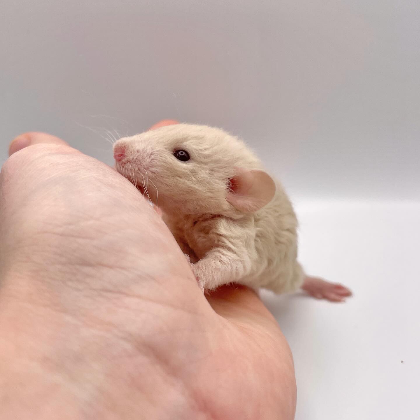 After so long I finally have RED back in my rattery 😭💛
.
.
.
#rat #rats #ratsofinstagram #ratsofinsta #petrats #petsofinstagram #dumborat #rodent #ratcommunity #breeder #ratbreeder #rodentsofinstagram #rodentsofig #rattiesofig #rattiesofinsta #ratsofinstagram #rodents #cute #pets #fancyrat #dwarf #dwarfrat