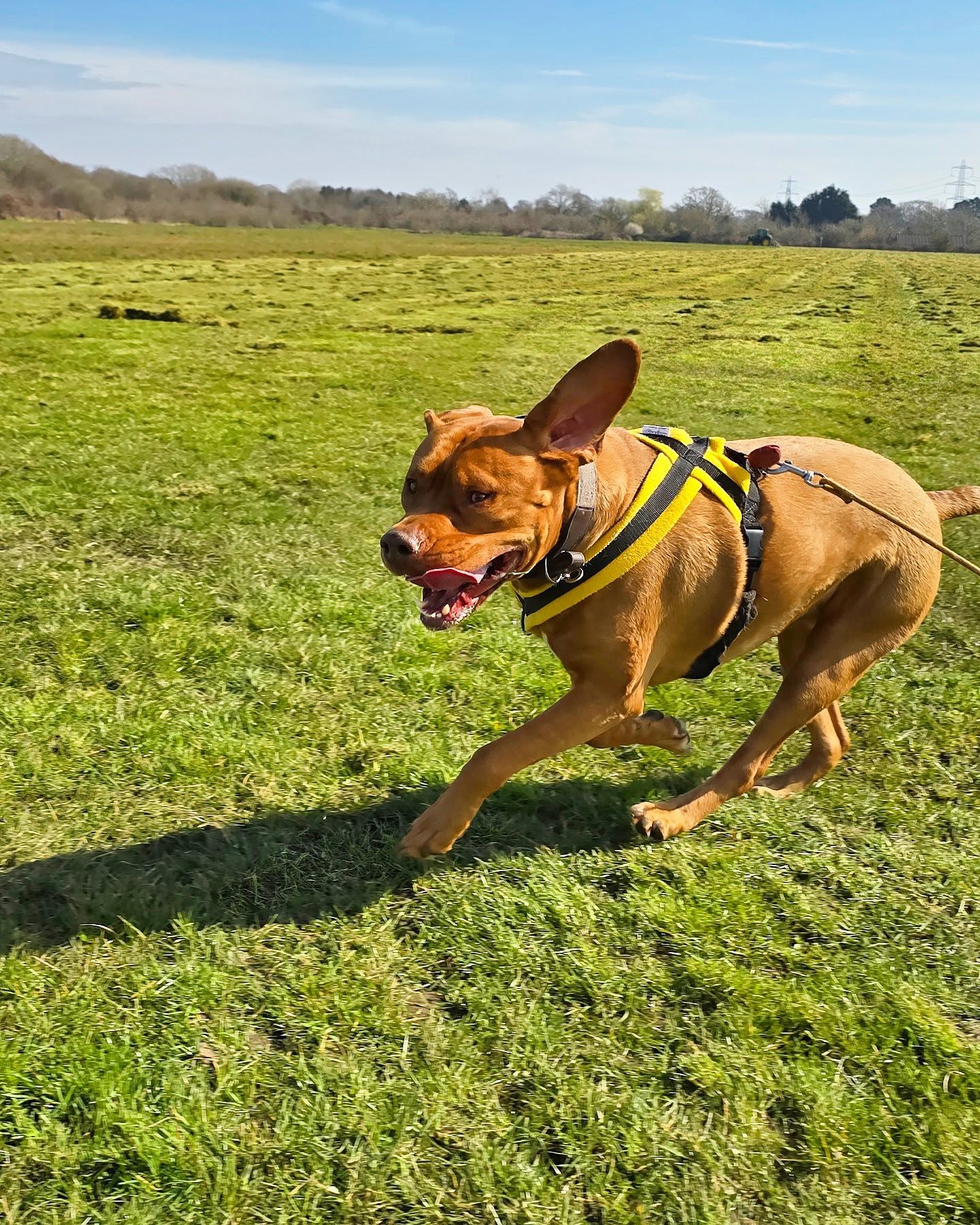 Got to get some runs in when the weather starts shining ☀️☀️☀️
#sun #americanbullies #americanbully #bulliesofinstagram #bullybreed #cute #dog #dogoftheday #dogsofinstagram #picoftheday #photooftheday #dogoftheday #pet #doglover #dogwalk #dogwalker #wigglewaggles