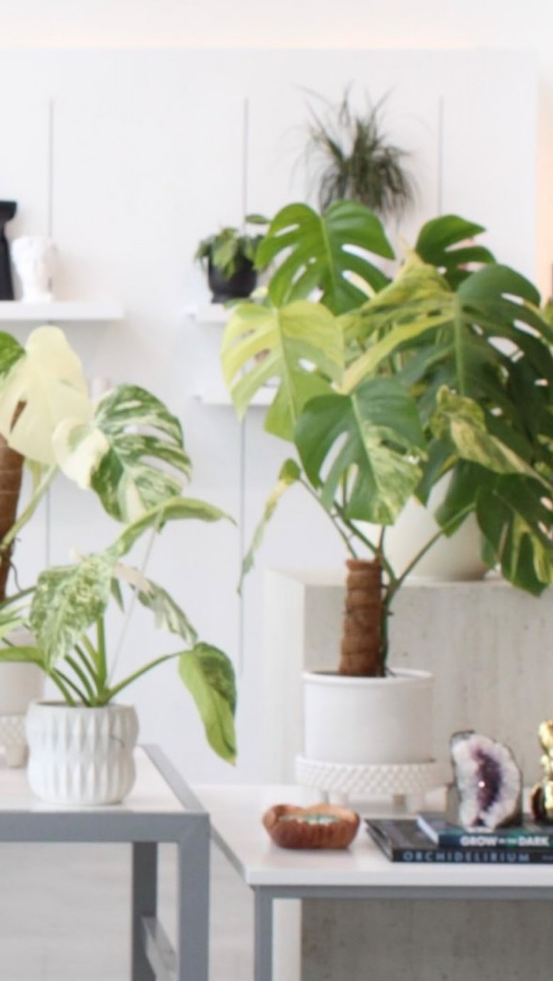 Running a small business is basically a full-time survival challenge... but with plants. šæš