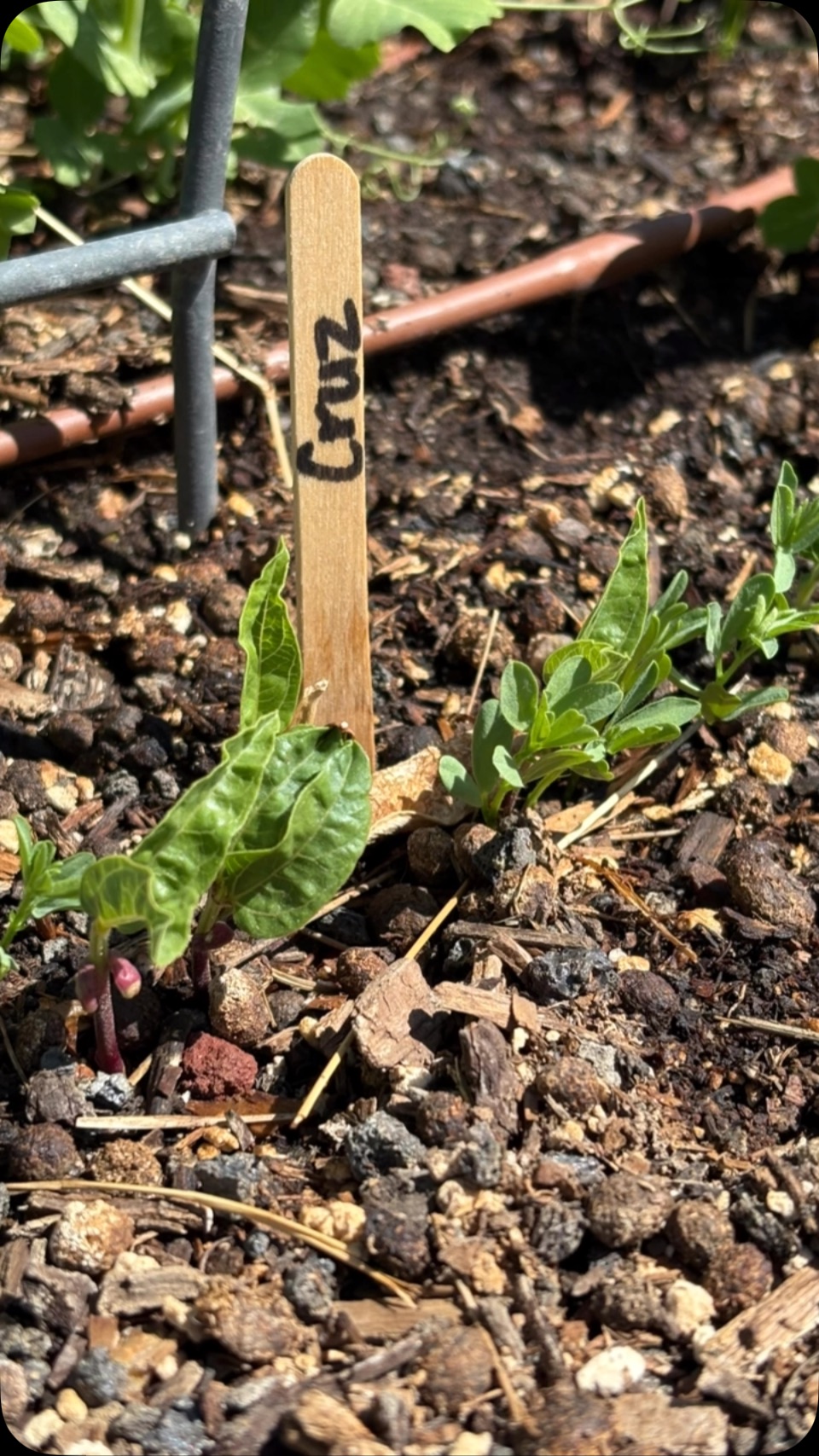 Today when I was trimming the yard and tending the gardens, I was overcome with emotion when I began seeing so many of the kids seedlings popping up in the garden. To be able to have a space where kids can plant a seed, watch the seedling break through the ground and know that their very little hands made that happen has been a dream come true for me.