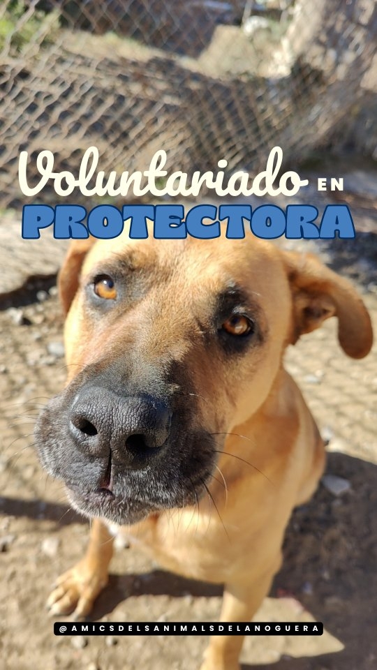 Si sentís ganas de ayudar a estas preciosidades, hacé día de voluntariado 🙏🏻
Las protectoras lo agradecen y ellos 🐶 lo necesitan MUCHO 💔