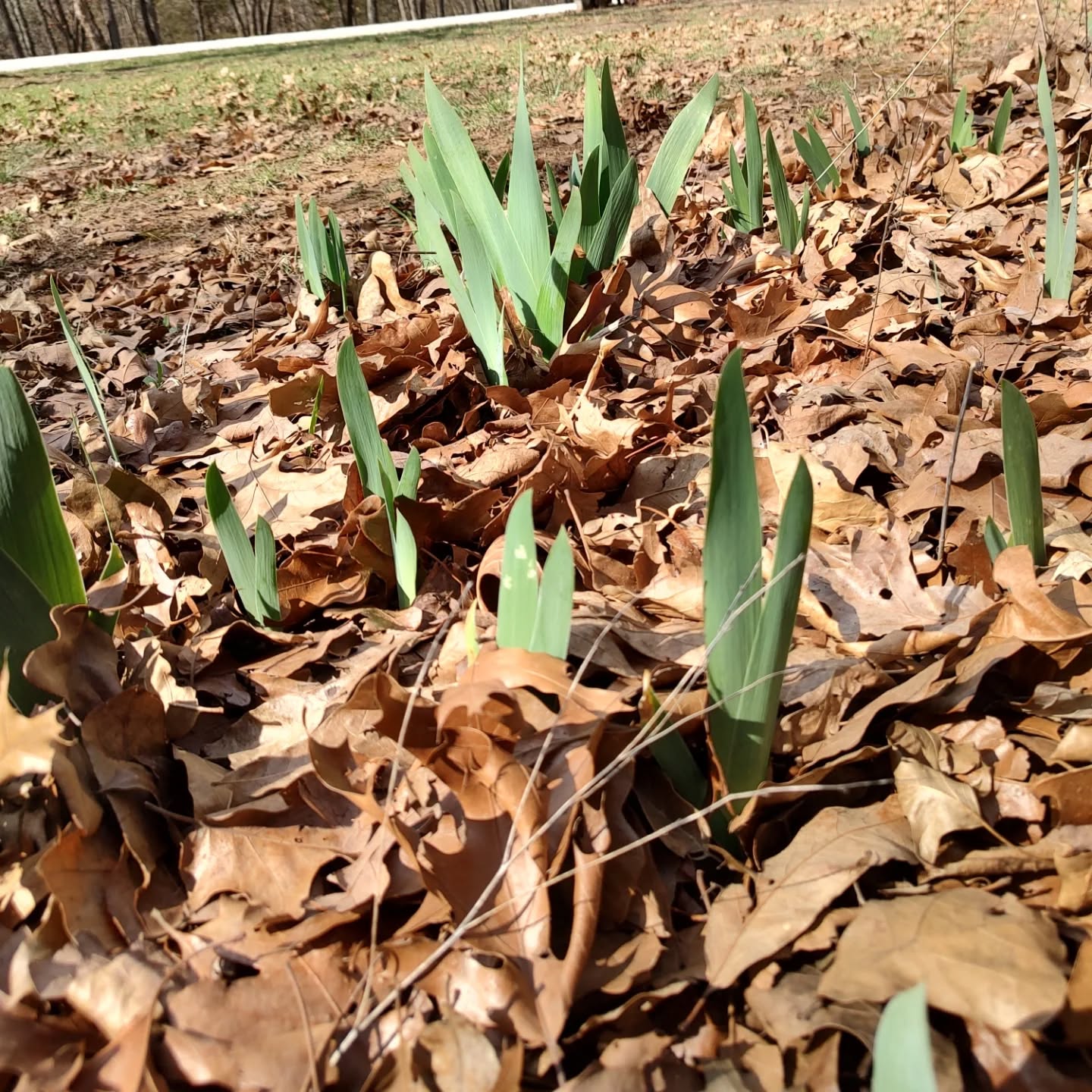 Flowers are coming up, looks like Spring!