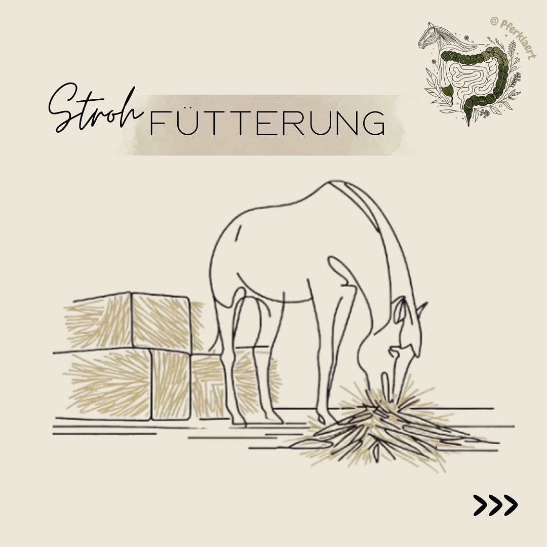 Stroh ist nicht nur ein traditionelles Einstreu-Material, sondern kann auch eine wertvolle Ergänzung in der Pferdefütterung sein🌾
👉 Folge @Pferklaert, um keine weiteren wichtigen Pferde-Tipps zu verpassen! 🐴💡
Warum überhaupt Stroh füttern?
✔️ Strukturquelle für die Verdauung – das enthaltene Lignin (80–130 g/kg TM) wirkt wie ein Ballaststoff und unterstützt den Darm
✔️ Kalorienarme Sättigung – perfekt für leichtfuttrige Pferde oder als Ergänzung zu energiereichem Heu
✔️ Beschäftigung – hilft gegen Langeweile und kann das Knabbern an Holz verhindern
✔️ Fütterung im Frühjahr – gleicht den Eiweißüberschuss von jungem Gras aus
💡Die Fresszeit von 1kg Stroh beträgt etwa 50min, die von Heu etwa 40min
Nicht jedes Stroh ist als Futter geeignet! Gute Qualität erkennst du an:
✅ Farbe: Arteigene, goldgelbe bis hellbraune Farbe – keine grauen oder staubigen Beläge
✅ Geruch: Frisch & angenehm – kein muffiger oder modriger Geruch
✅ Frei von Schadstoffen: Kein Schimmel, keine Giftpflanzen, keine Verunreinigungen wie Sand, Steine oder Metallteile
✅ Trocken & sauber: Der Trockenmassegehalt sollte über 84 % liegen, um Schimmelbildung zu vermeiden
💡 Tipp: Biostroh ist oft die bessere Wahl, da es weniger Pestizide enthält
👉🏻Um eine professionelle Untersuchung des Strohs zu veranlassen, kannst du dich an verschiedene Institutionen wenden: Tierärztliche Hochschulen, LUFA Nord-West, Raiffeisen.
Welche Strohsorte ist die beste?
🌾 Haferstroh – die beste Wahl als Futterstroh!
Sehr nahrhaft, gut verdaulich, schmeckt den meisten Pferden
Muss besonders gut getrocknet sein, da es leicht schimmelt
🌾 Gerstenstroh
Weicher als andere Sorten, wird gerne gefressen, aber weniger stängelreich
Enthält viele Nährstoffe, aber kann durch Verunreinigung mit Windhalm problematisch sein
⬇️ in den Kommentaren geht es weiter⬇️