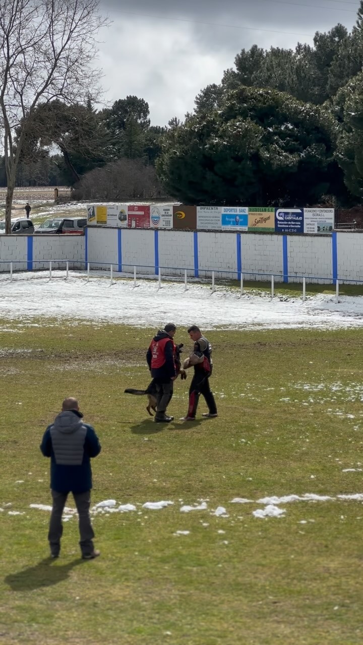 Os traemos un resumen de este fin de semana en Cantalejo, donde se celebró la XXIX Copa de España de Trabajo para Perros de Utilidad - RSCE.
Un gran ambiente, mucho trabajo en el campo y la oportunidad de aprender y disfrutar del deporte. 💛🐕
#dogtraining #igpdogsport #igptraining #igpsport #germanshepherd #workingdog #malinois