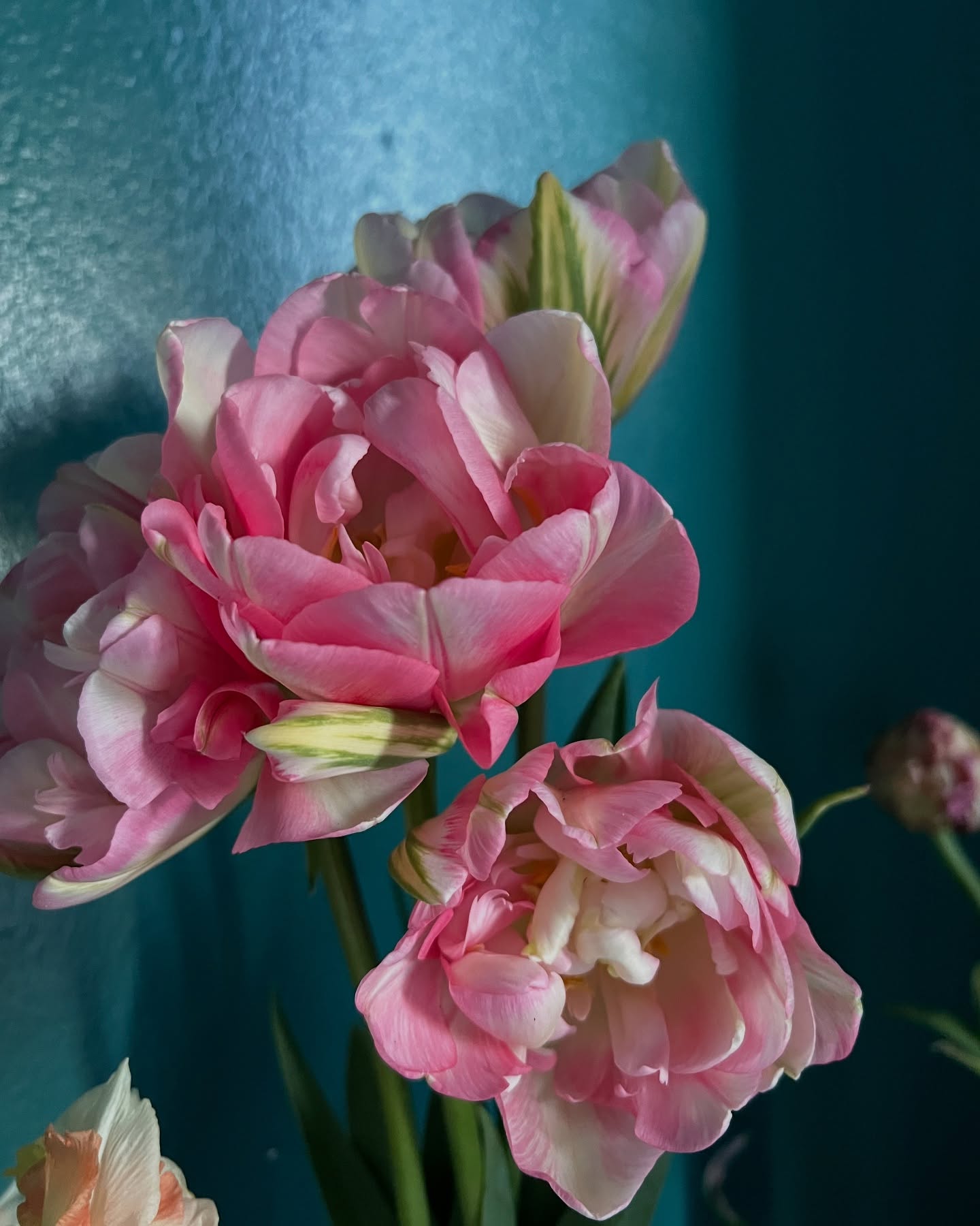 My morning beauties!
#sf #sanfrancisco #ecoeventplanners #noevalleyfarm #sfflowers #sfgrown