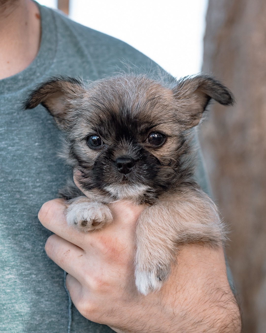 Yesterday was national puppy day and while we certainly don’t need a dedicated day to celebrate these adorable creatures, I couldn’t help but share a photo of my girl, Hennessy, just a few days after I brought her home. Can you blame me for being a foster fail?? Like, C’mon.
#nationalpuppyday#ns#novascotiaphotographer#novascotiaphotography#petphotographer#petphotography#pets#animals#petportrait#puppy#puppyportrait#canon#adopt#rescue