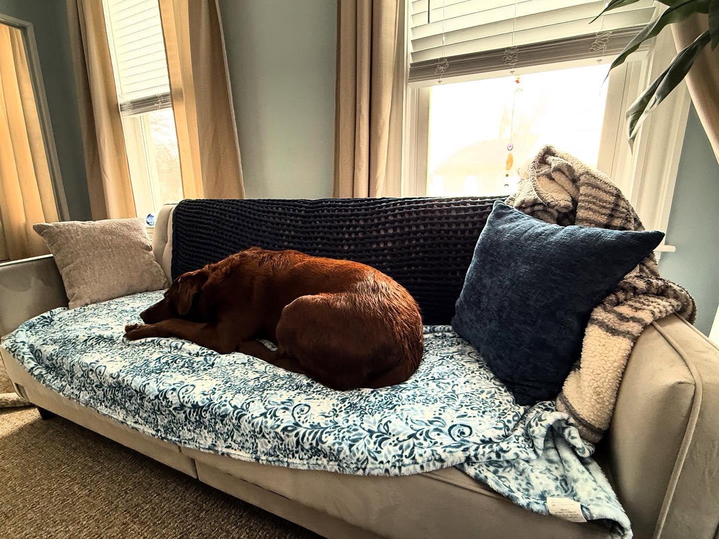 Kona loves joining me in my spiritual room. He is prepping for the next Reiki session. If the client allows, he will get into such zen mode that he will be snoring within minutes of it beginning. Many clients love having him in their sessions.