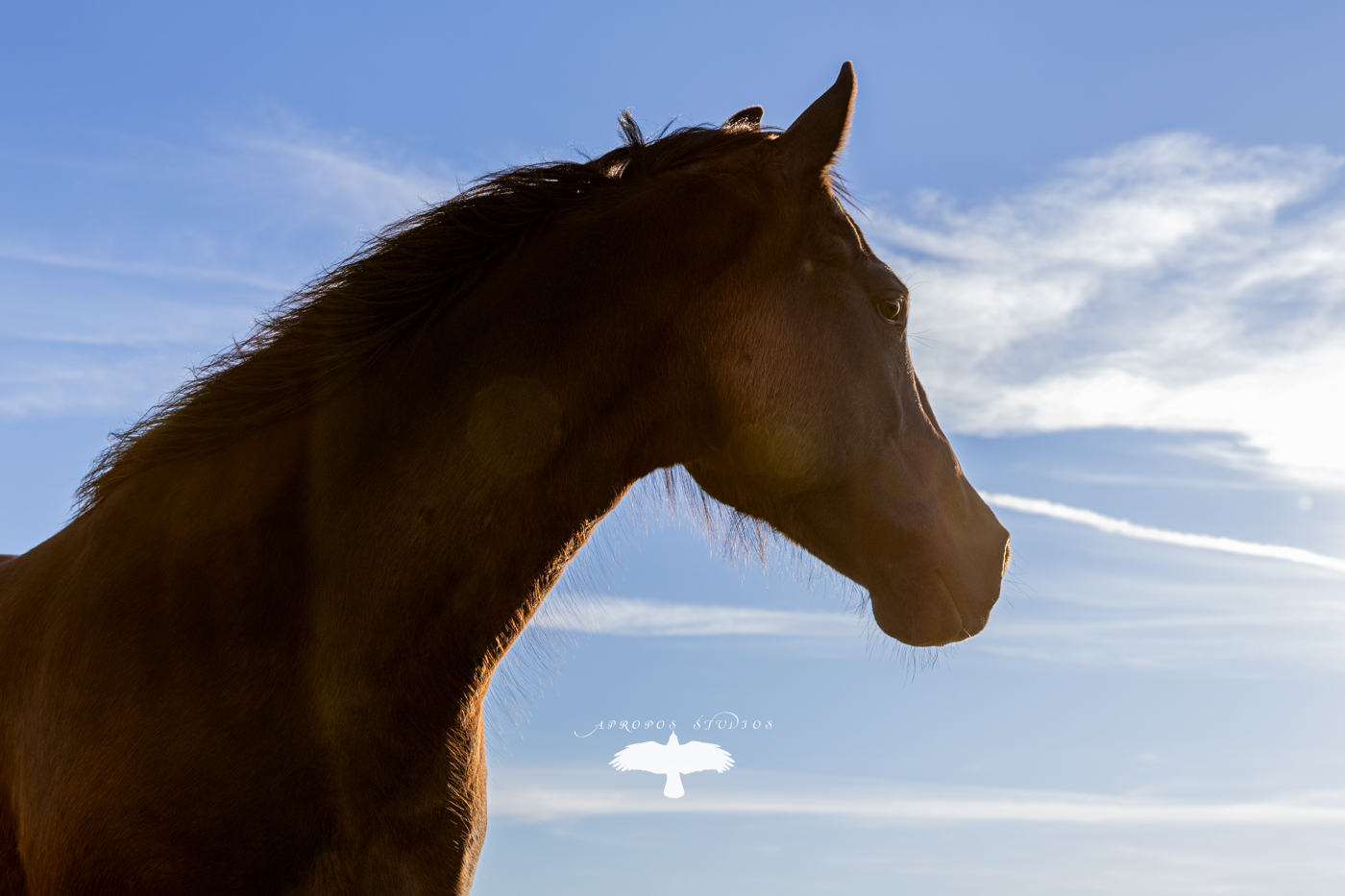 Last one! While they didn't move to where I would have liked, we worked with it. Gunnar & Bodhi.