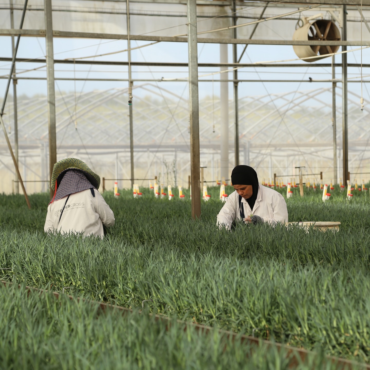 Collecting cutting in our foundation