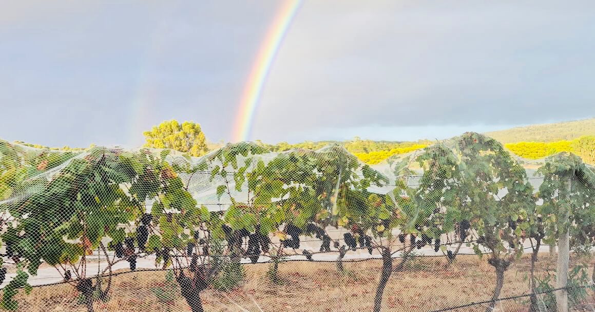 There is gold at the end of this rainbow!!! We just need to find it...This weekend we are open Saturday 12-5pm. *Closed Sunday* #rainbow #coolclimate #harvest #firstharvest #harvest2025 #ourvineyard #weekendsinmelbourne #boutiquewinery #winerylovers #wine #australianwines
#macedonranges #winetasting #cellardoor #vintners #daylesfordmacedonlife #daylesfordmacedonranges #cellardoorvictoria #melbournecellardoor #victorianwine #victorianwinery #winerymacedonranges #woodend #kyneton #localproducers #cellardoorvictoria #explorevictoria #wineryvictoria #countryvictotia
#visitvictoria
