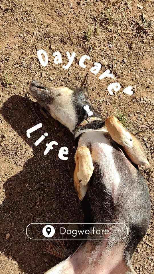 Están viviendo su mejor vida
(y yo también) 🤎🐶
.
.
.
.
.
.
.
.
.
.
#dogs #dogslife #daycarelife #funnydogs #happypuppy #petsitting