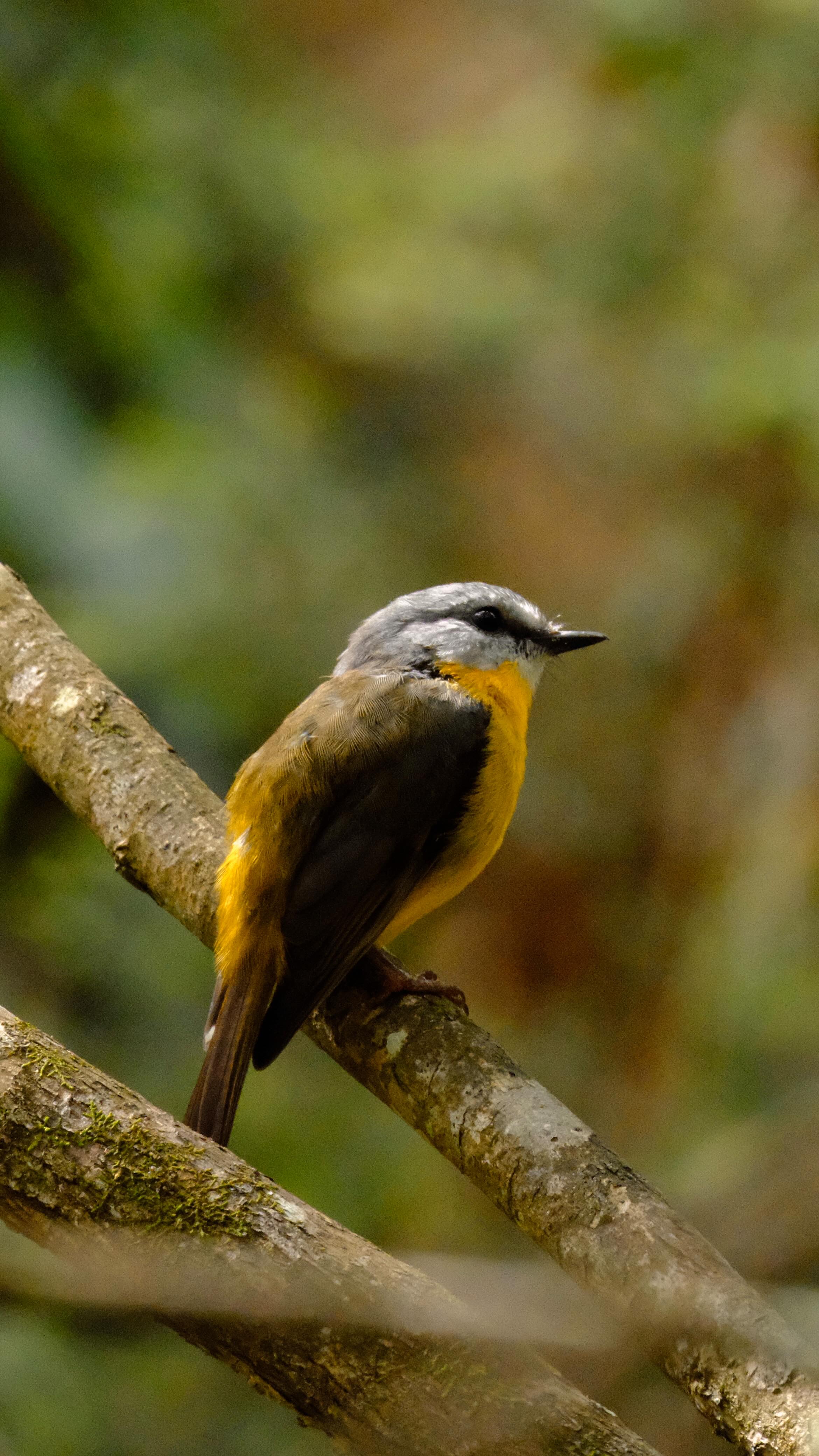 A quest to find Australia’s only stork species led to an unexpected discovery — the sighting of an exceptionally rare visitor.