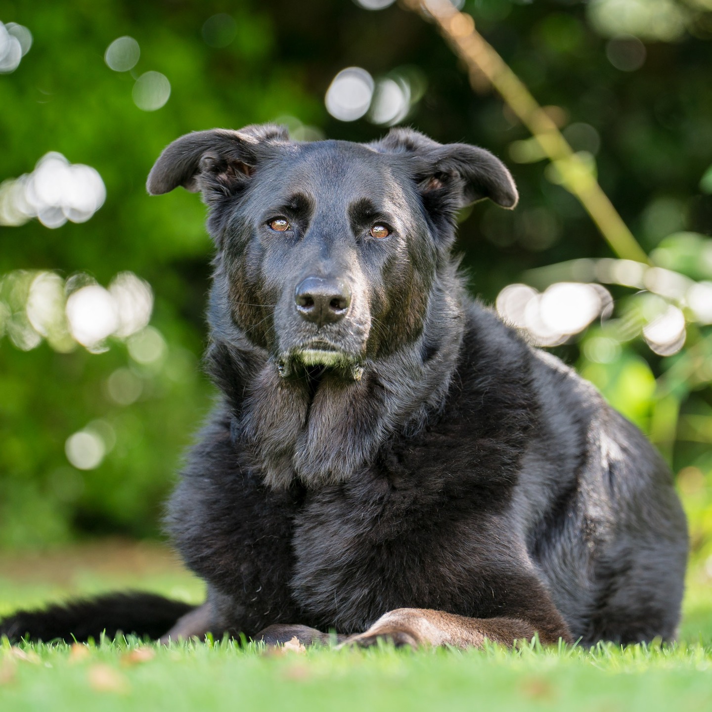 Introducing Theo Perkin.
Theo, the handsome German Shepherd, celebrated his 7th Birthday last week.
When he's not stealing the cat food in his house, Theo enjoys snuggles with his mum, Lou, and cruising around Tapanui with his two new besties, Bodhi and Mo. He can now add modelling to his list of fave activities.
📸 @natwickstudios
#dogsofnz #dogportraits #germanshepherd #germanshepherds #germanshepherdofinstagram #dogs #petportraits #dogsofinstagram #dogsofnewzealand #germanshepherdofinstagram #blackdog #theo